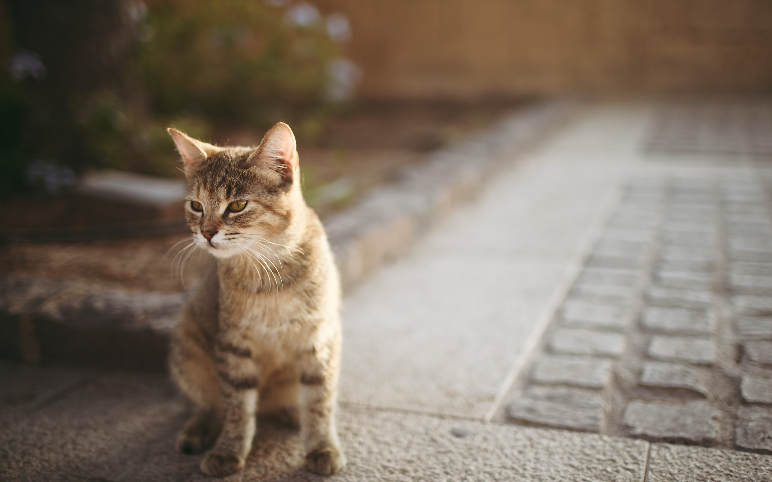 Handy-Wallpaper Tiere, Katze kostenlos herunterladen.