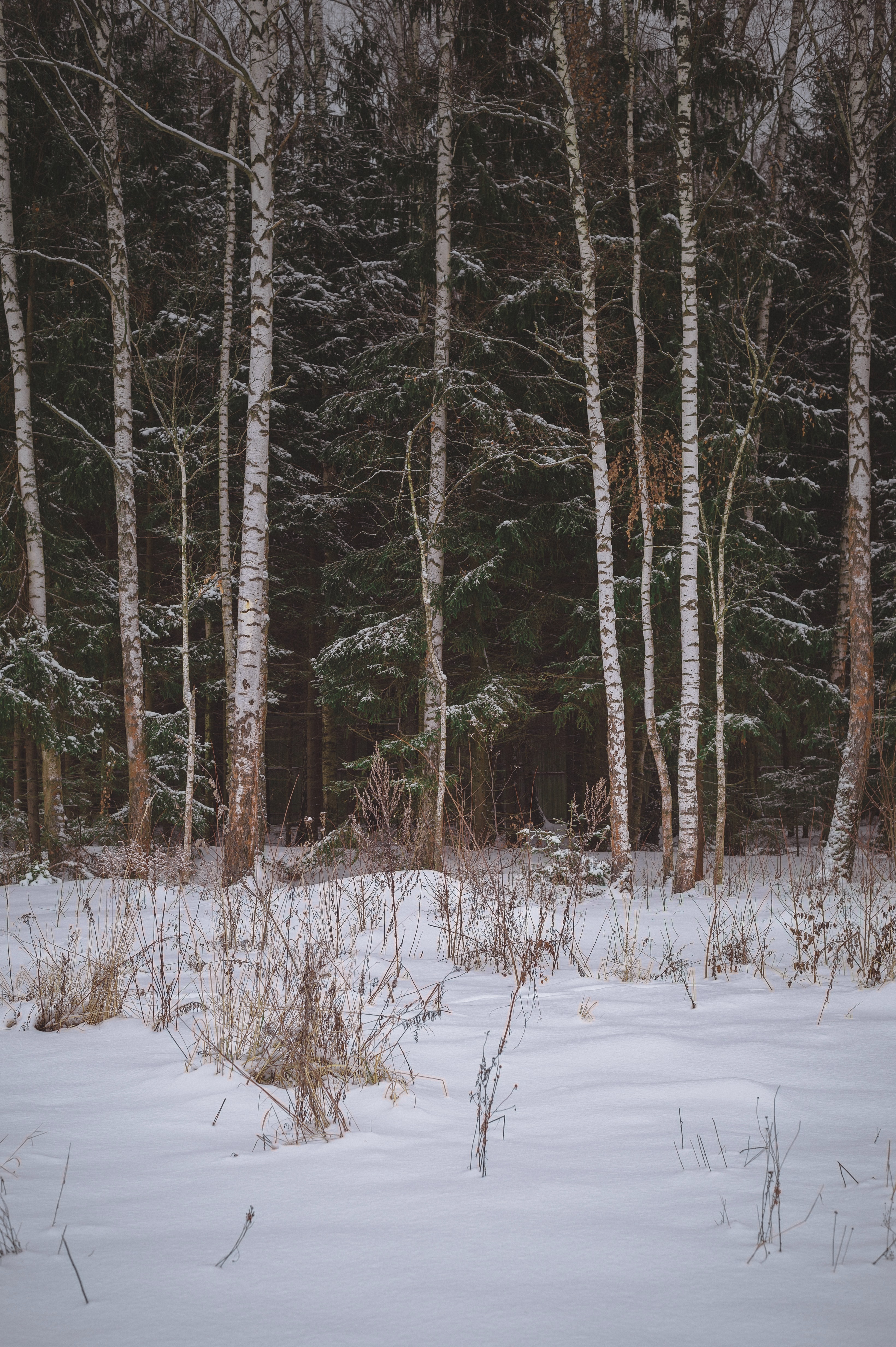 Скачать обои бесплатно Деревья, Природа, Снег, Лес, Поле, Зима картинка на рабочий стол ПК