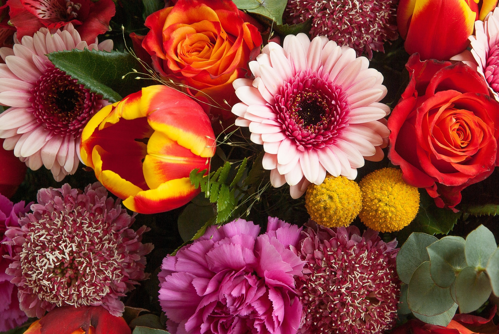 Handy-Wallpaper Blumen, Blume, Rose, Farben, Bunt, Tulpe, Rote Blume, Erde/natur, Pinke Blume kostenlos herunterladen.