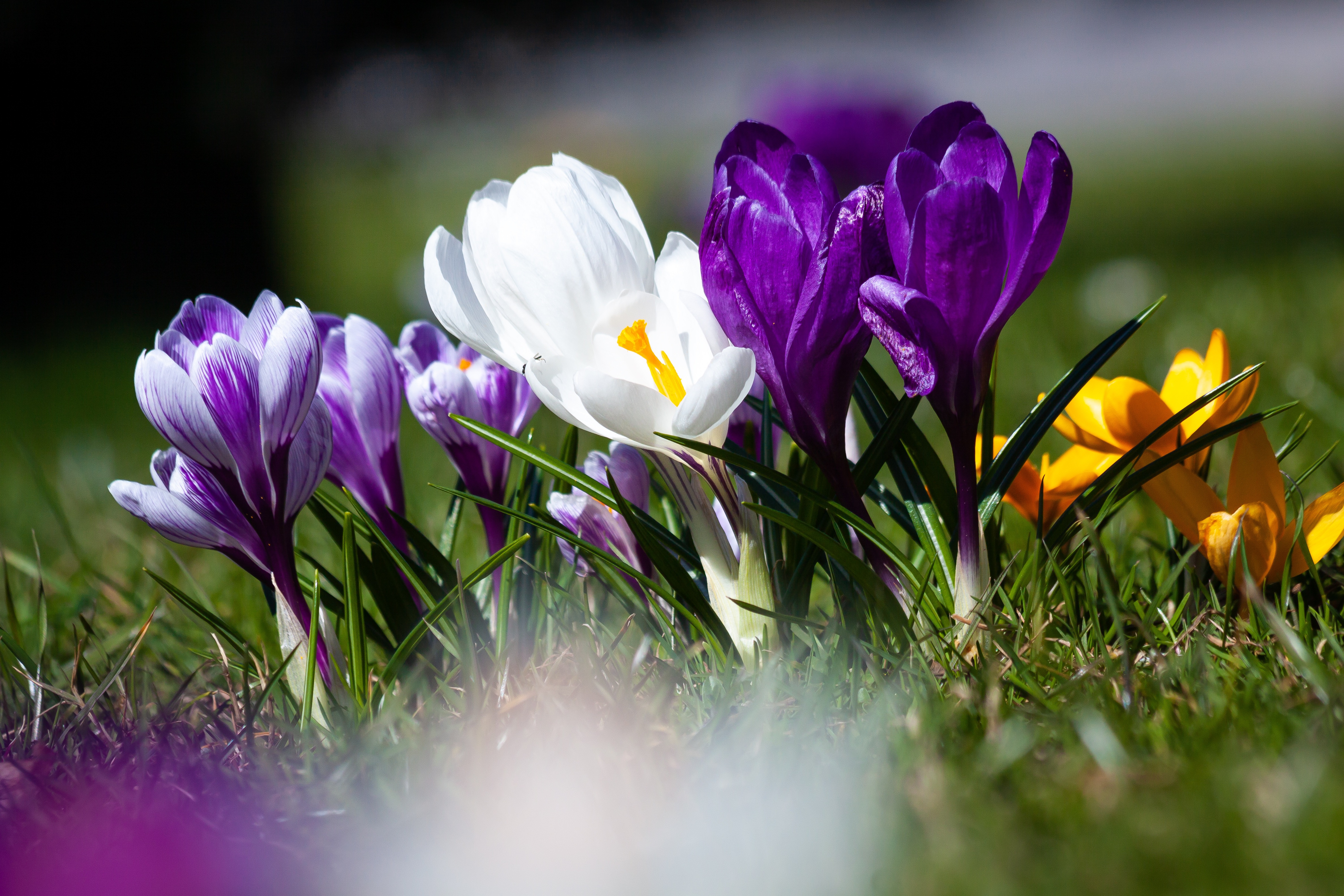 Laden Sie das Blumen, Krokus, Erde/natur-Bild kostenlos auf Ihren PC-Desktop herunter