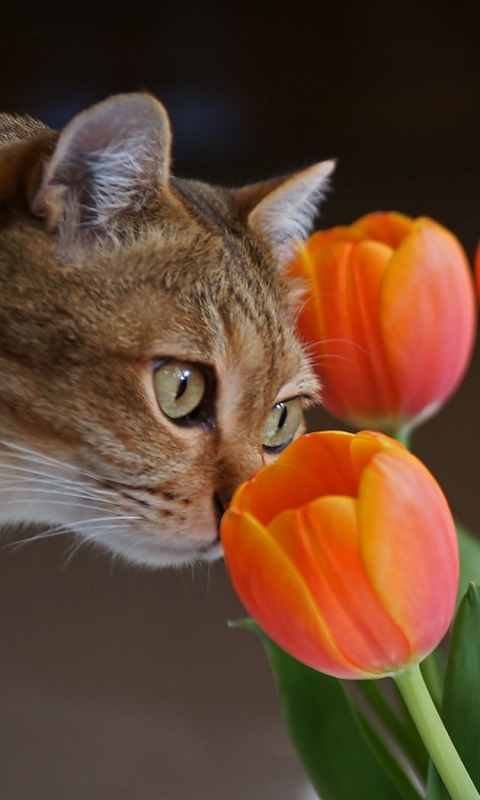 Descarga gratuita de fondo de pantalla para móvil de Animales, Gatos, Gato, Tulipán.