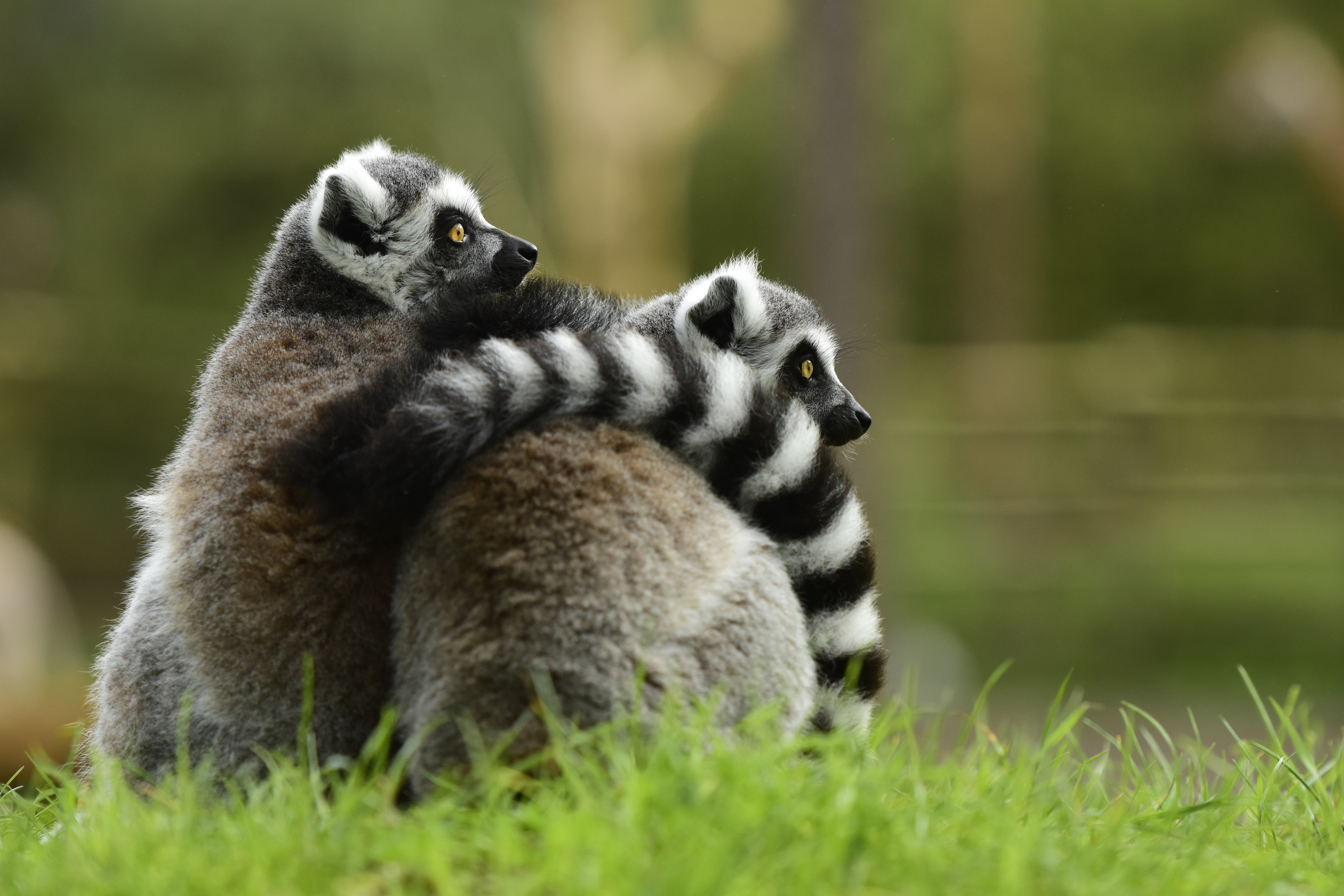 57620 Hintergrundbild herunterladen lemur, tiere, paar, umarmung, umarmen - Bildschirmschoner und Bilder kostenlos