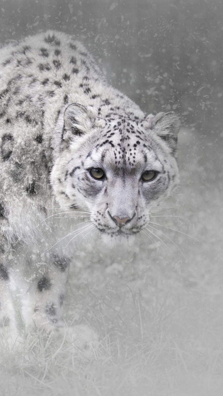 Download mobile wallpaper Cats, Snow Leopard, Animal, Snowfall for free.
