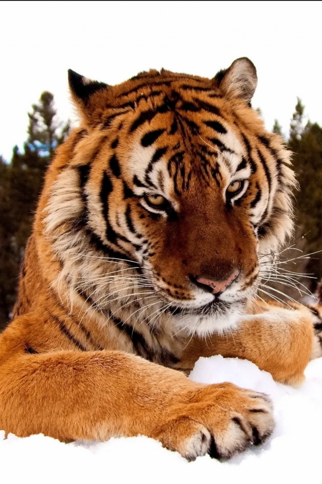 Téléchargez des papiers peints mobile Animaux, Chats, Tigre gratuitement.