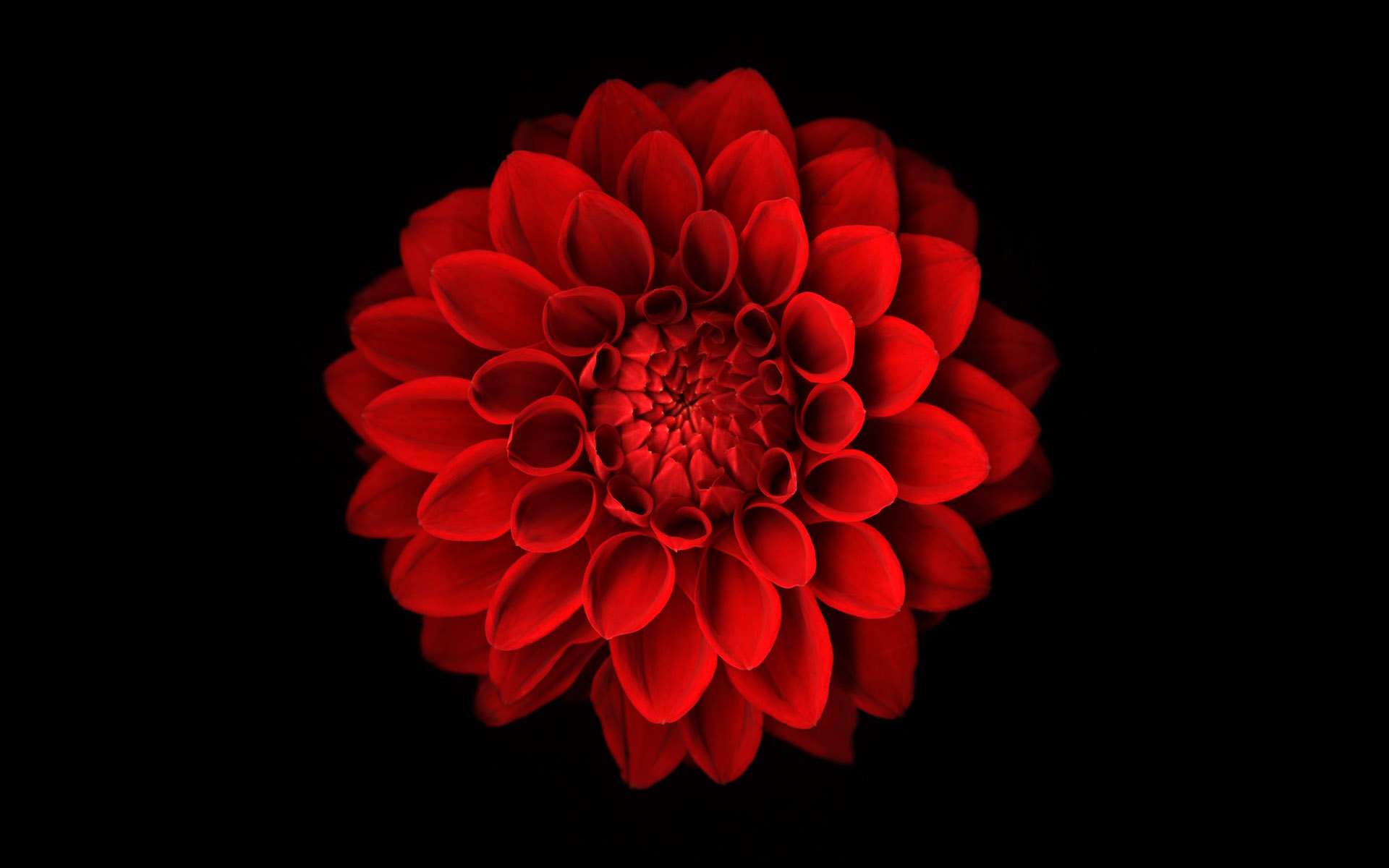 Laden Sie das Blumen, Dahlien, Rote Blume, Erde/natur-Bild kostenlos auf Ihren PC-Desktop herunter