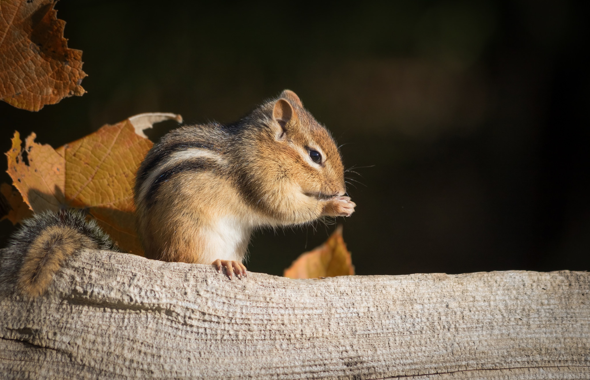 Download mobile wallpaper Animal, Rodent, Chipmunk for free.