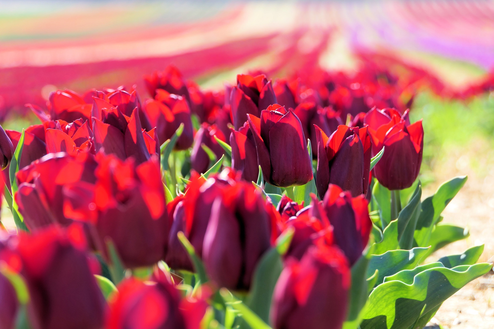 Handy-Wallpaper Natur, Blumen, Blume, Tulpe, Rote Blume, Erde/natur kostenlos herunterladen.