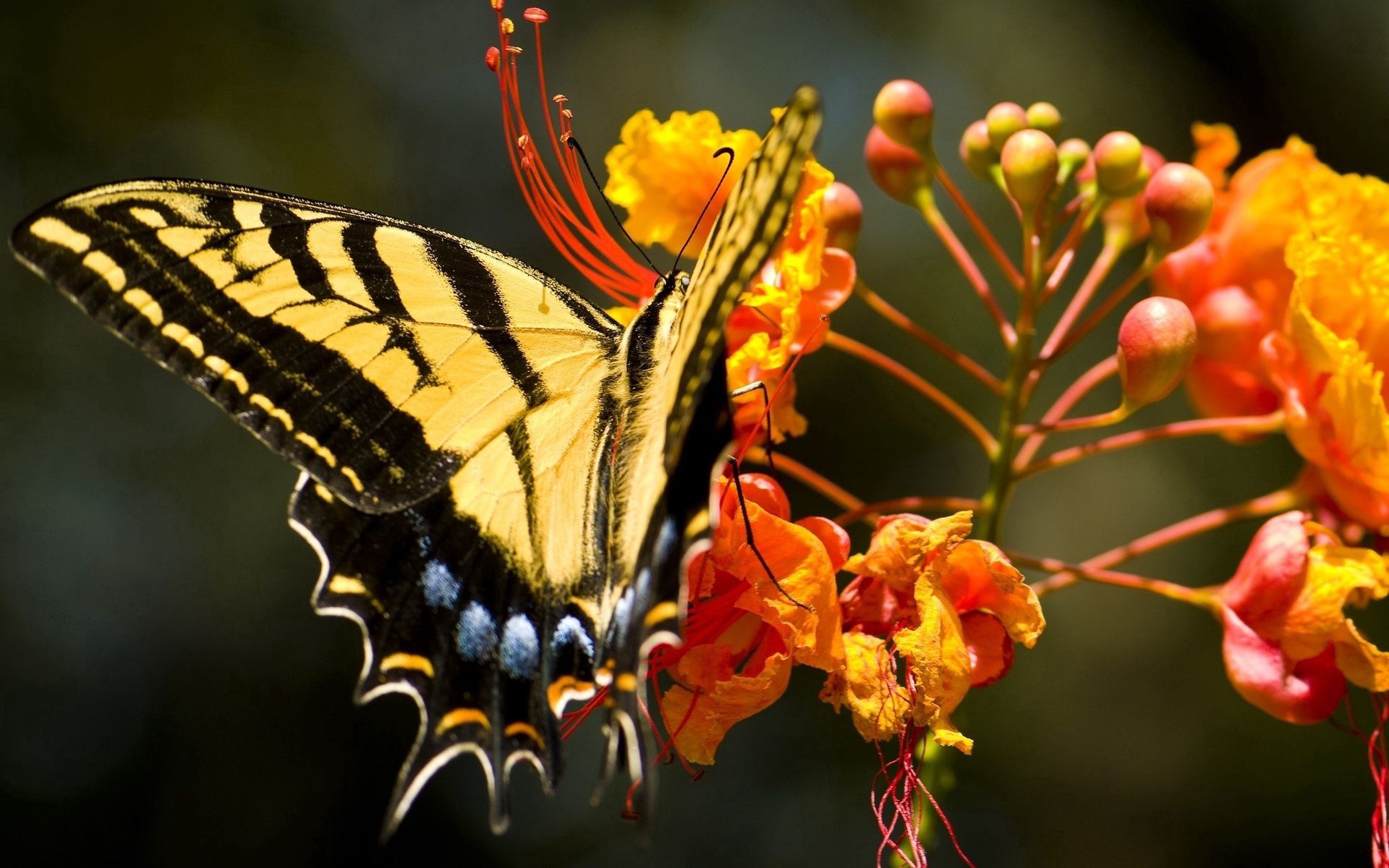 PCデスクトップに蝶, 草, 大きい, マクロ, バタフライ, 翼, パターン, 花画像を無料でダウンロード
