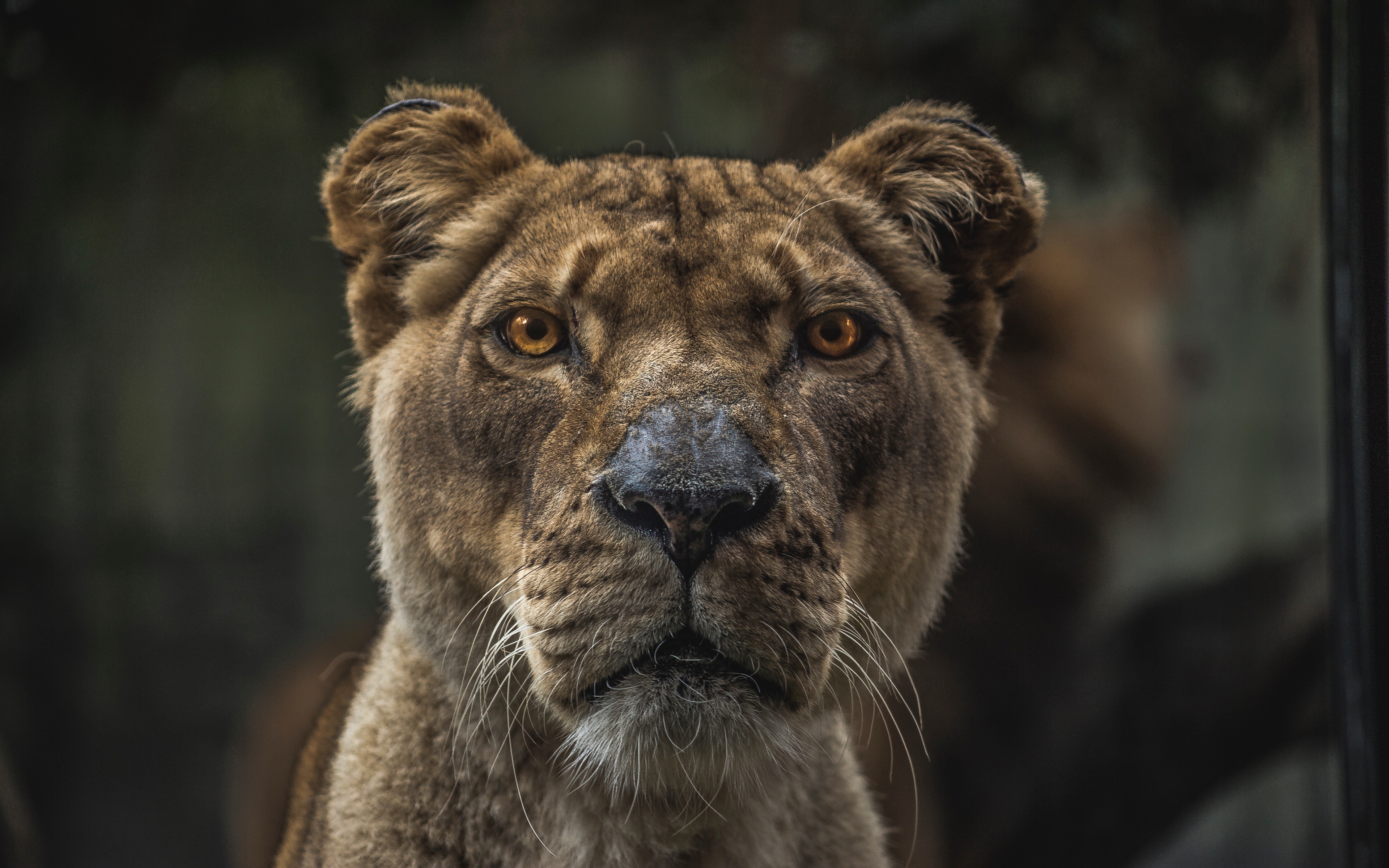 Téléchargez des papiers peints mobile Animaux, Lion gratuitement.