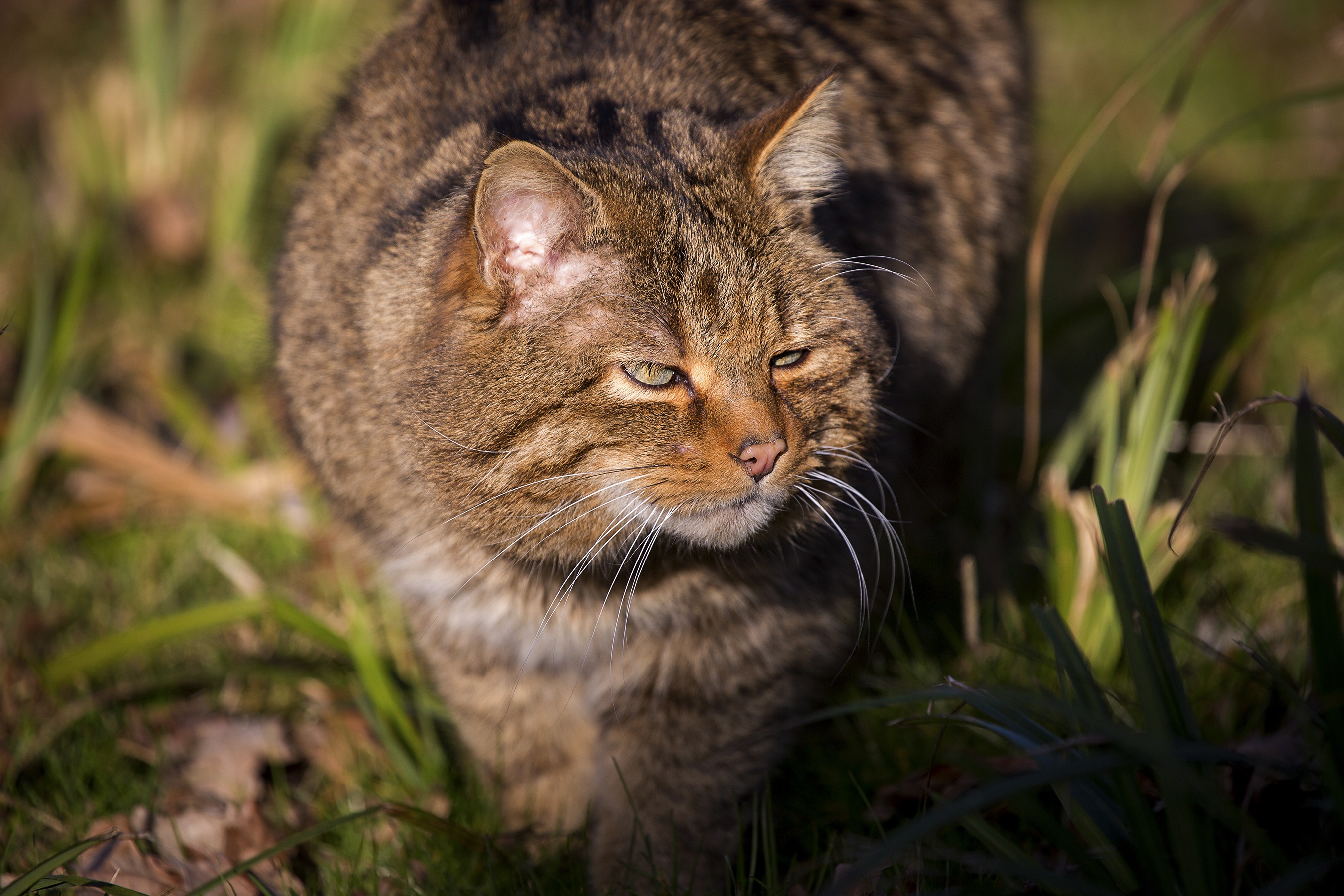 Descarga gratuita de fondo de pantalla para móvil de Gato, Gatos, Animales.