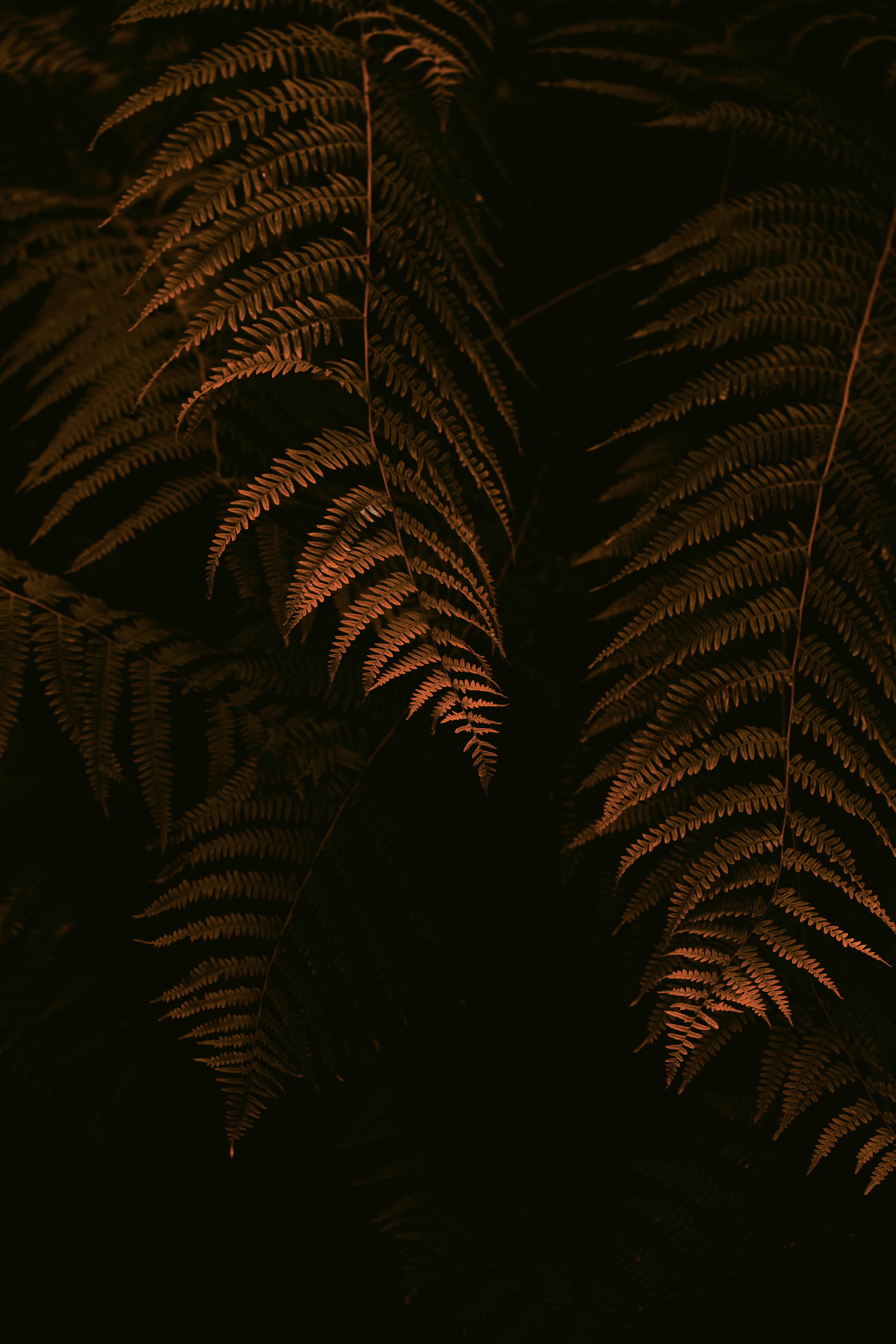 bush, fern, dark, leaves, branches iphone wallpaper
