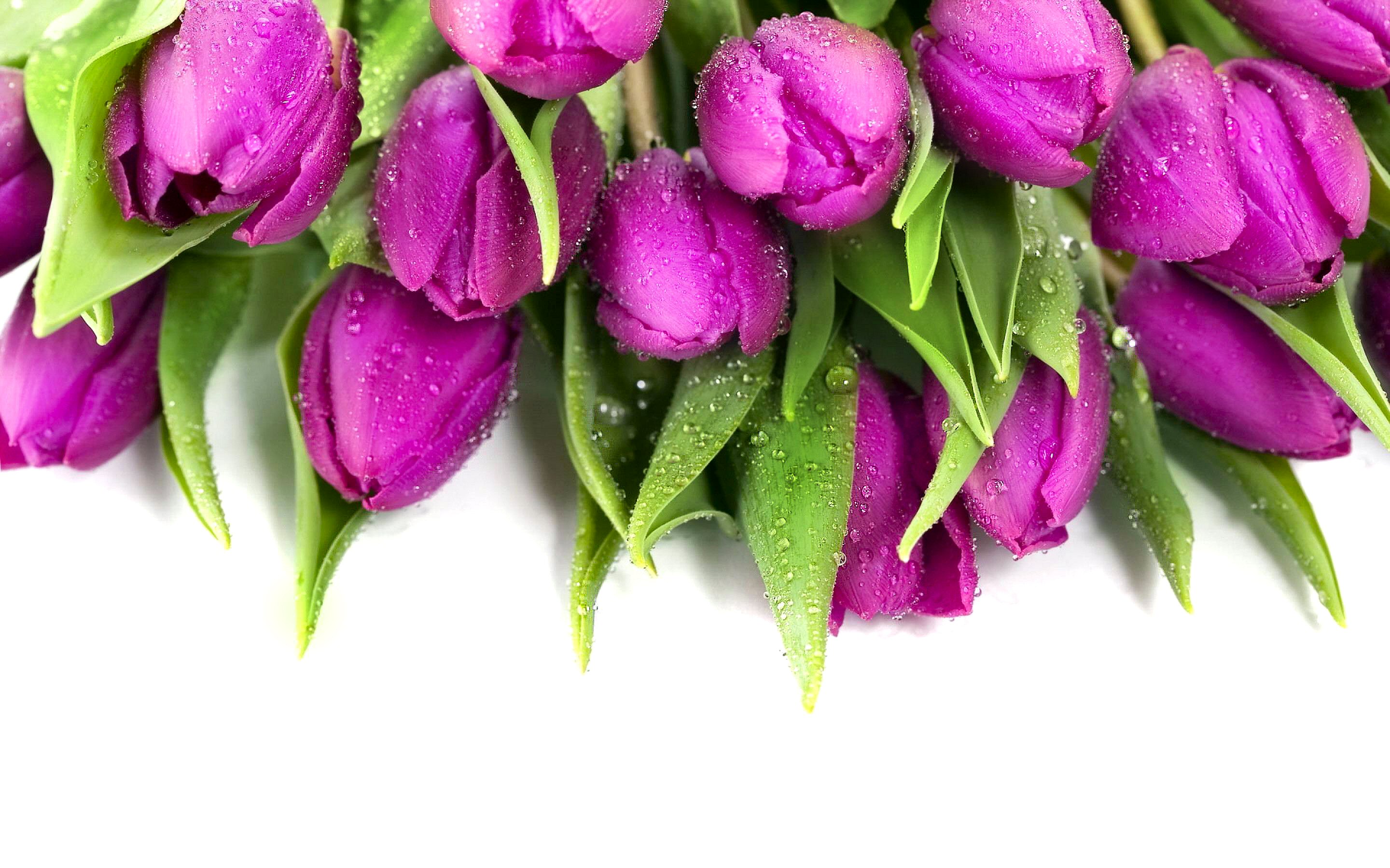 Handy-Wallpaper Blume, Tulpe, Wassertropfen, Erde/natur kostenlos herunterladen.