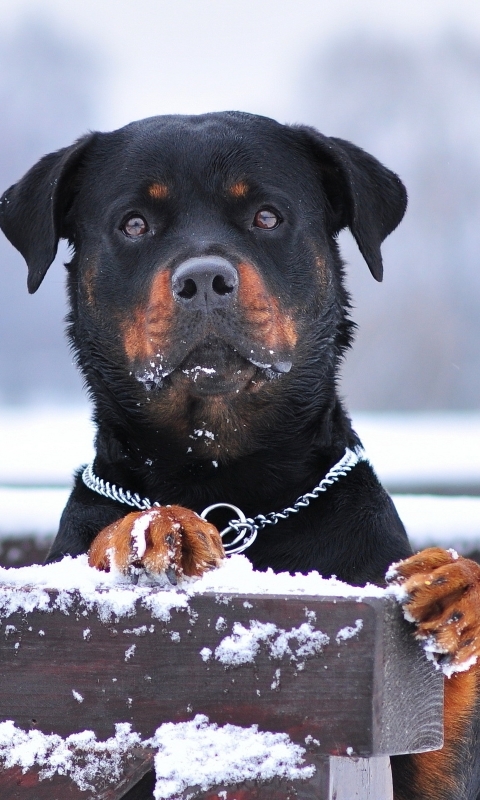 Handy-Wallpaper Tiere, Winter, Hunde, Schnee, Hund, Schnauze, Rottweiler kostenlos herunterladen.