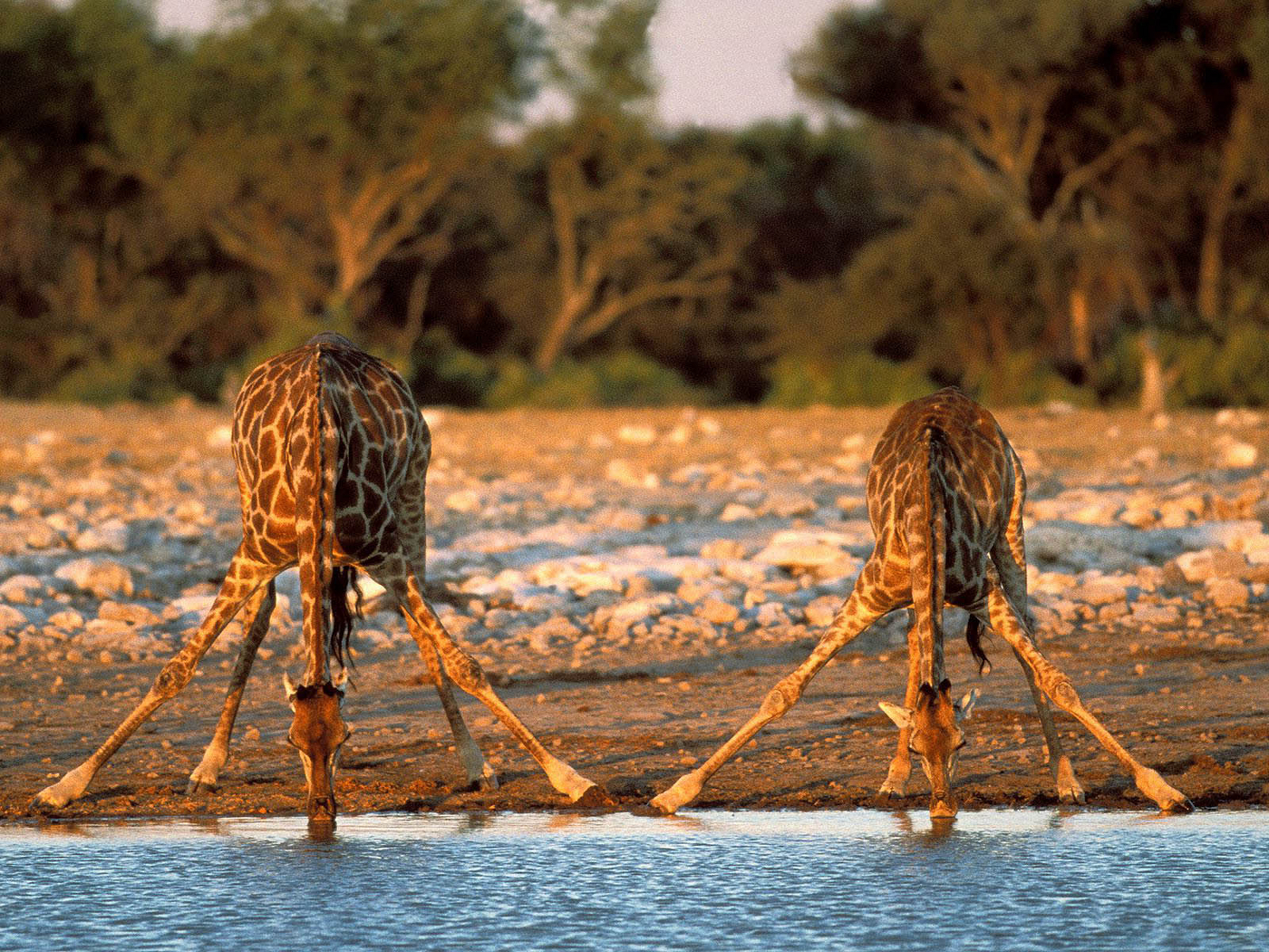 46340 скачать картинку животные, жирафы, оранжевые - обои и заставки бесплатно