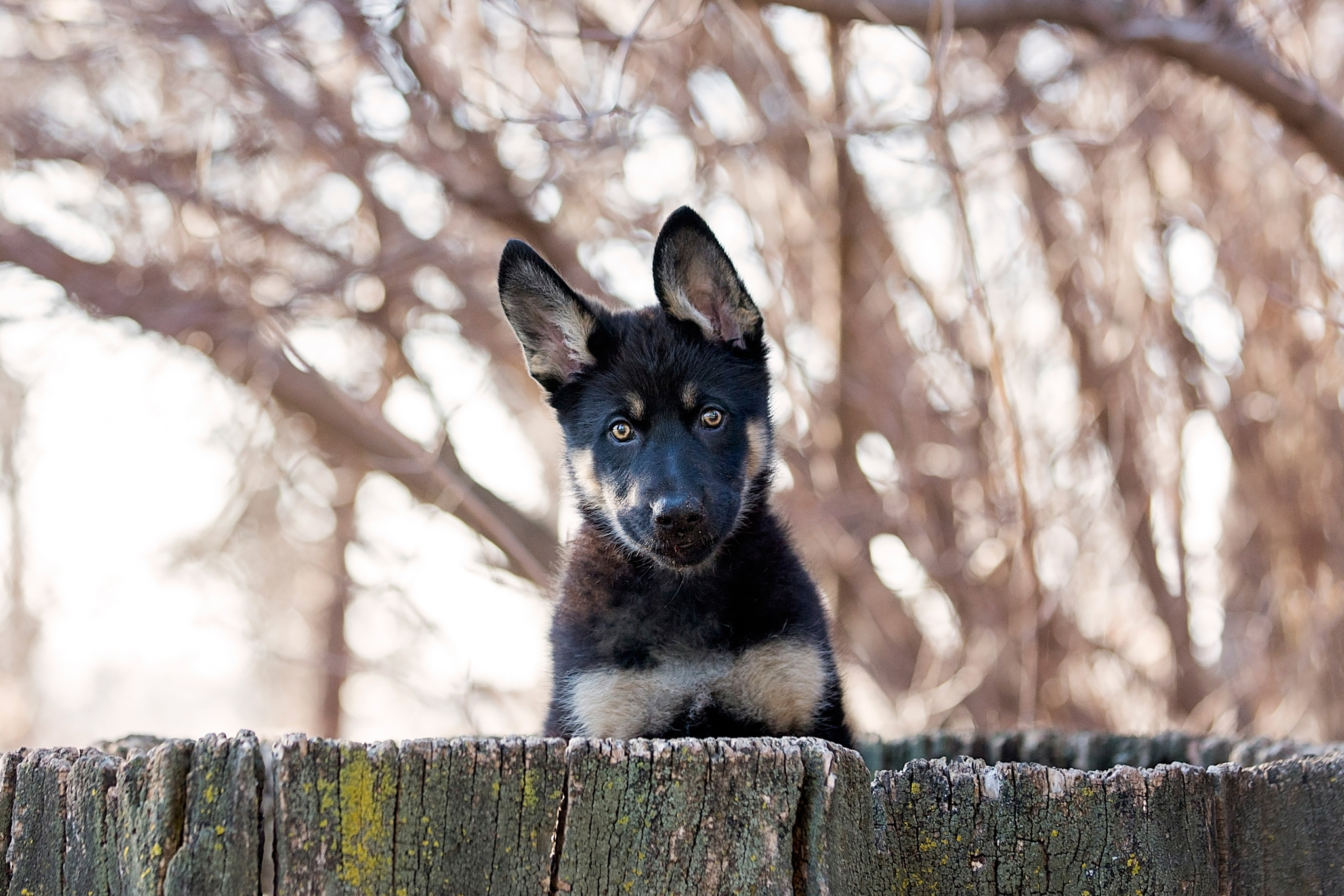 Téléchargez des papiers peints mobile Chiot, Chiens, Animaux gratuitement.