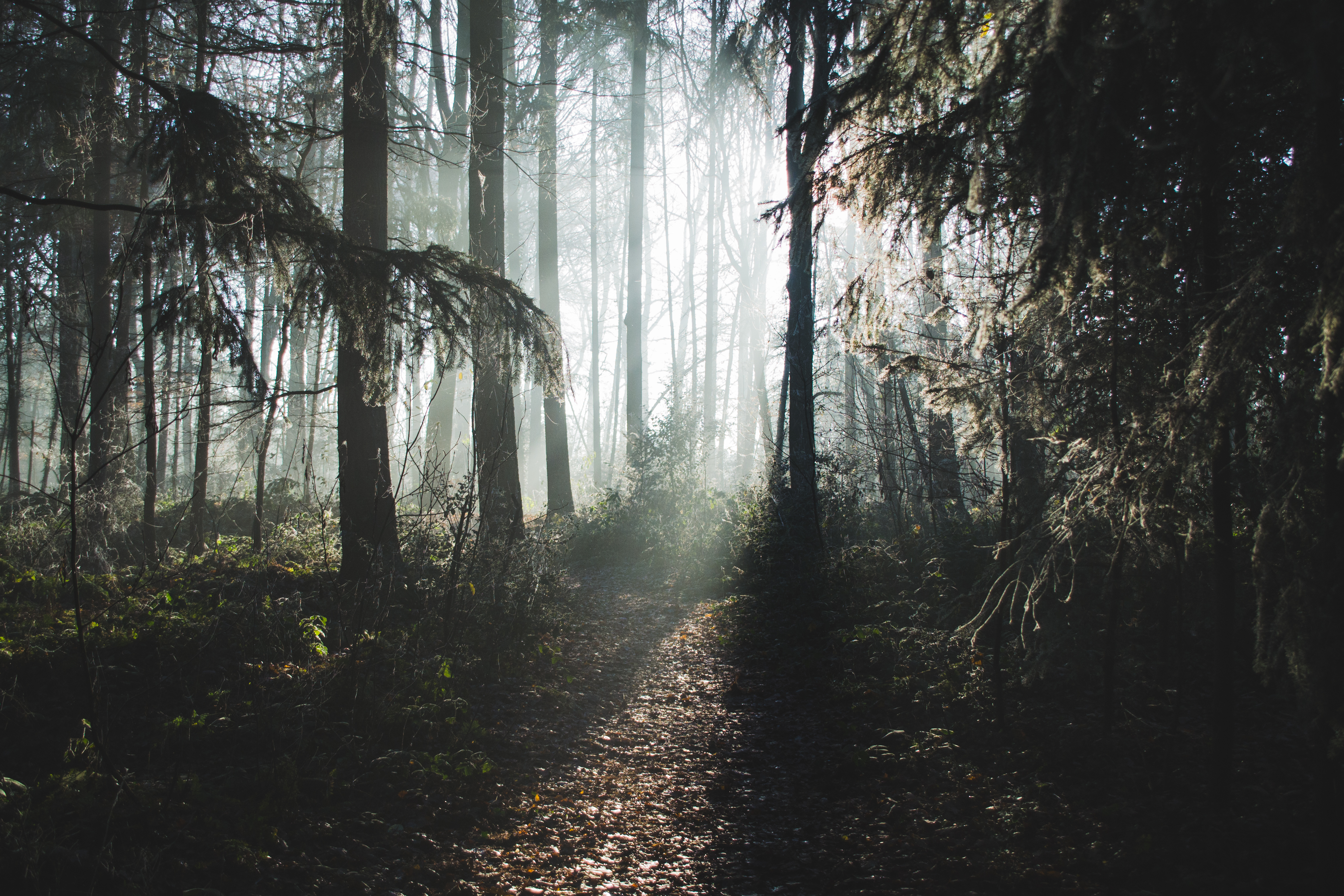 Free download wallpaper Nature, Forest, Tree, Earth, Path, Sunbeam on your PC desktop