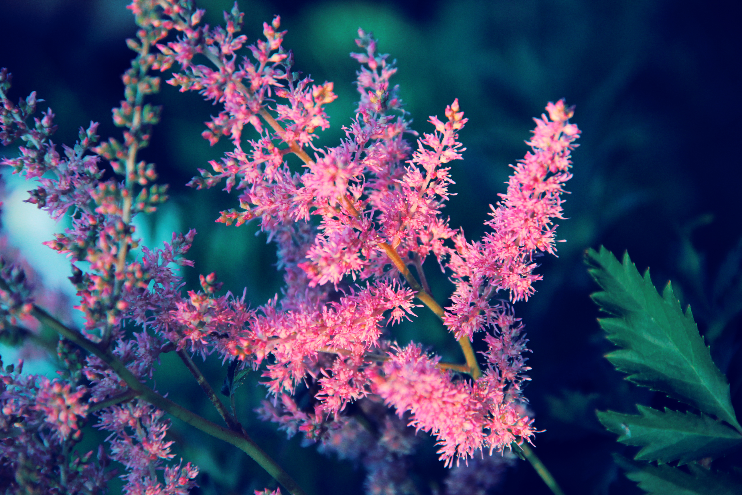 Descarga gratuita de fondo de pantalla para móvil de Flores, Flor, Tierra/naturaleza.