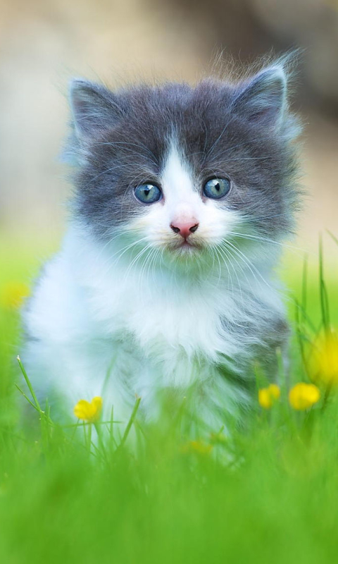 Download mobile wallpaper Cats, Grass, Cat, Kitten, Animal, Cute for free.