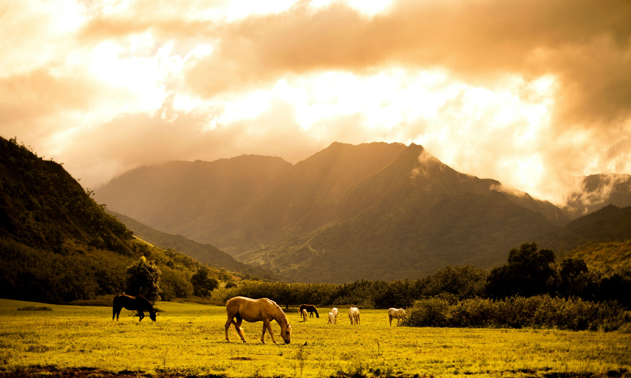 Descarga gratis la imagen Animales, Caballo en el escritorio de tu PC