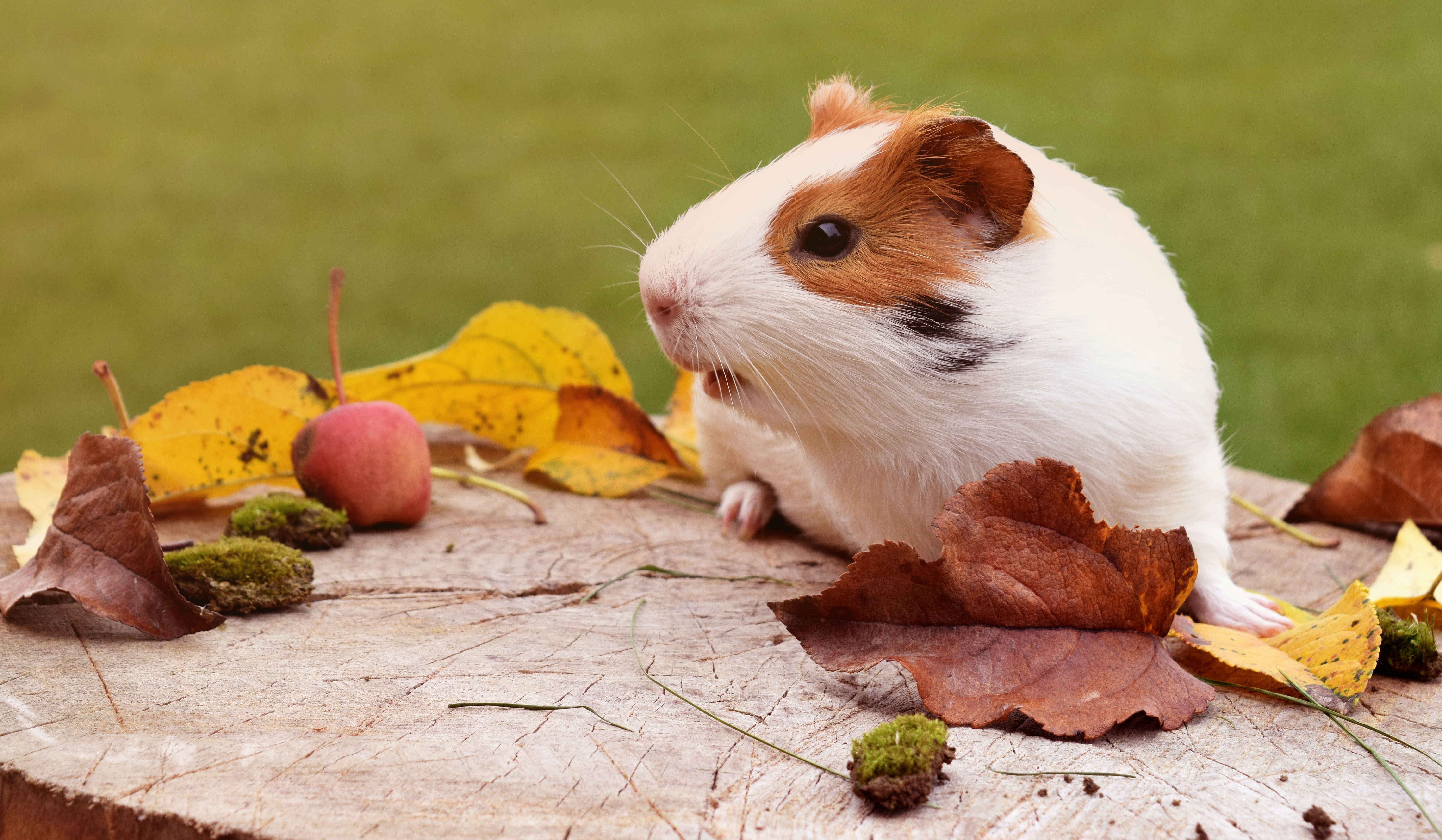 Free download wallpaper Leaf, Fall, Animal, Guinea Pig, Rodent on your PC desktop