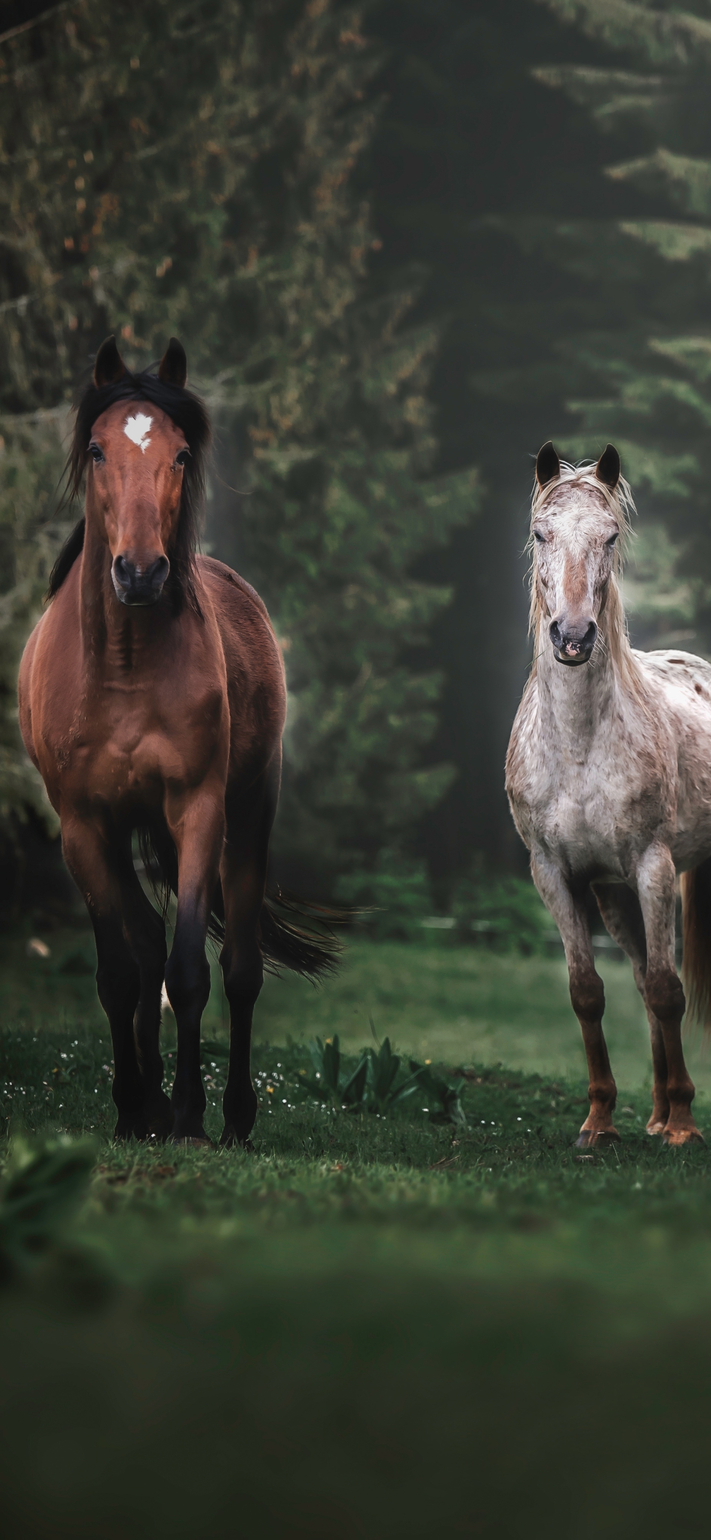 Téléchargez des papiers peints mobile Animaux, Cheval gratuitement.