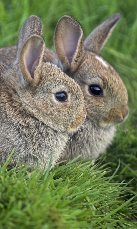 Handy-Wallpaper Tiere, Hase kostenlos herunterladen.