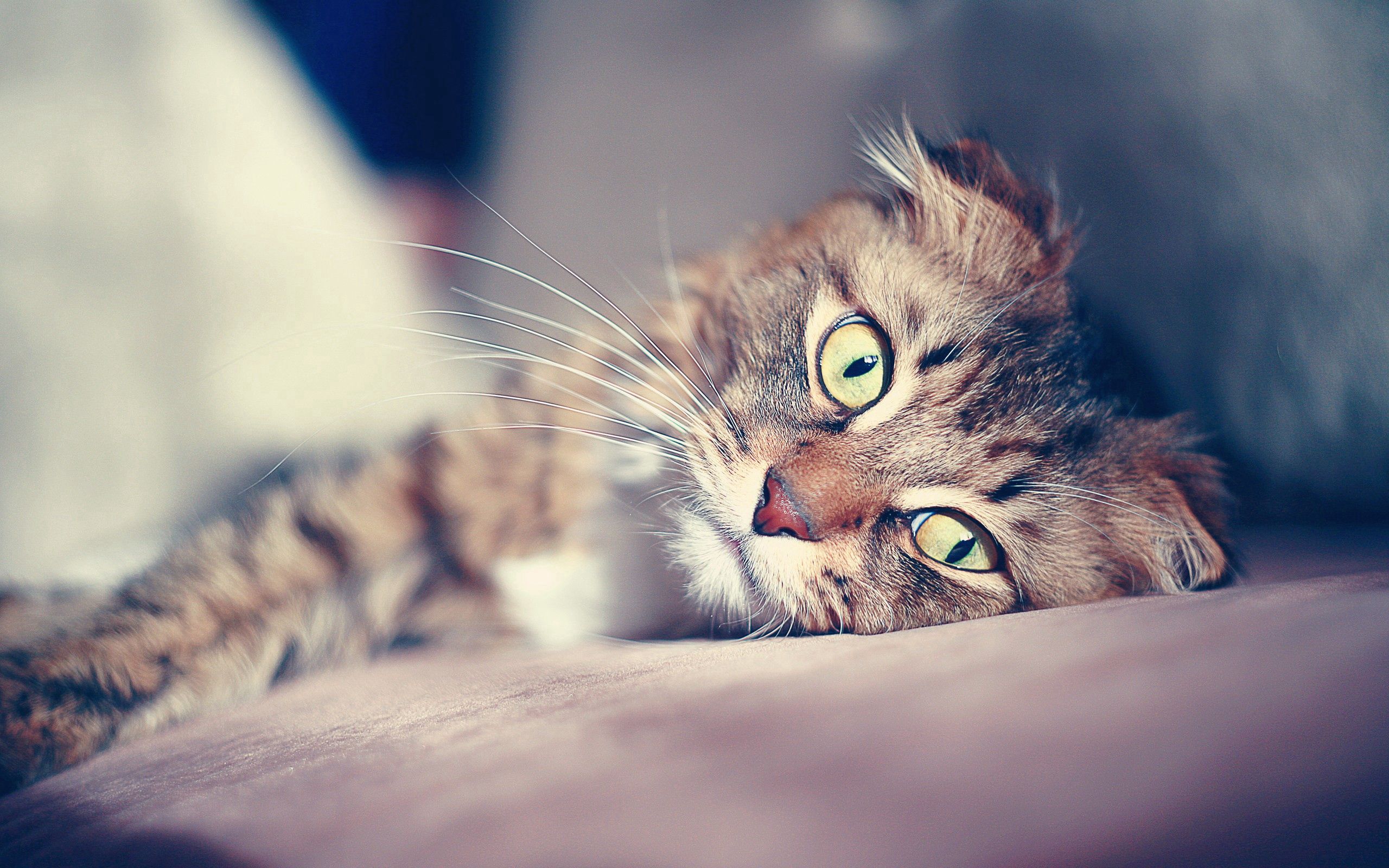 Download mobile wallpaper To Lie Down, Lie, Animals, Glare, Muzzle, Cat, Sad for free.