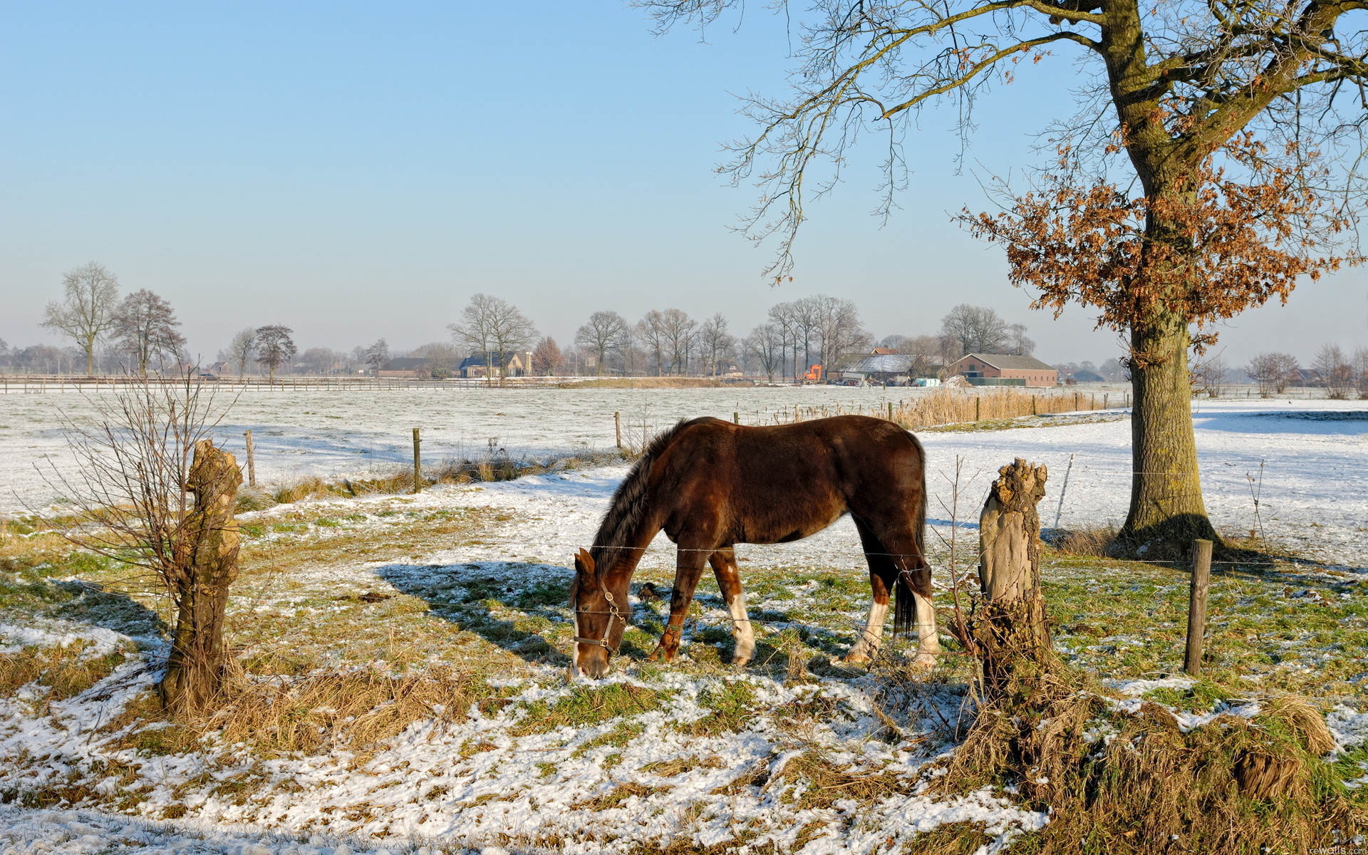 Descarga gratuita de fondo de pantalla para móvil de Animales, Caballo.