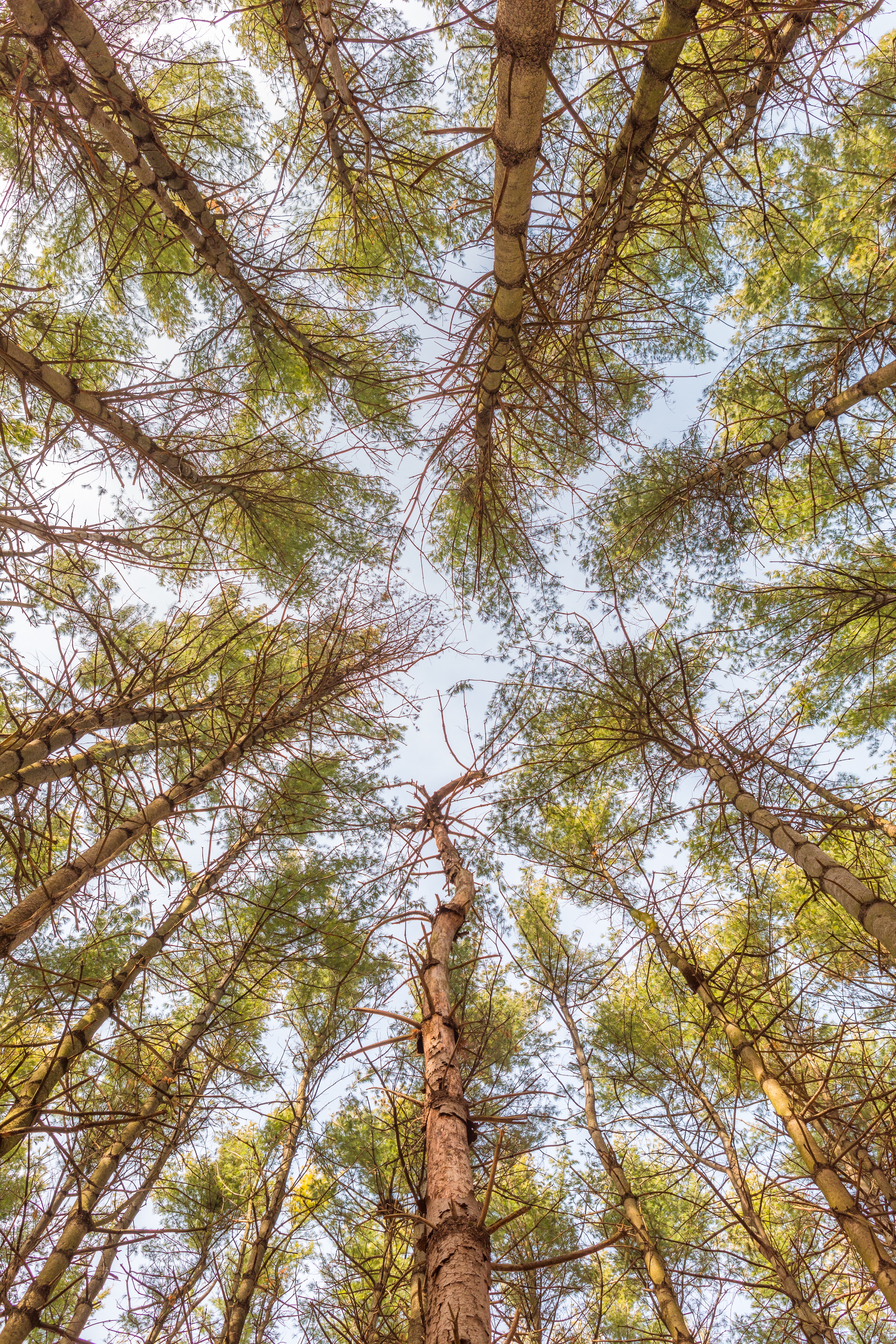 Скачать картинку Вид Снизу, Деревья, Лес, Природа в телефон бесплатно.