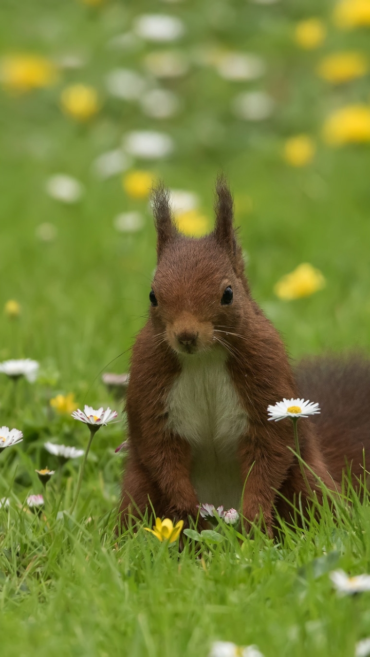 Download mobile wallpaper Squirrel, Grass, Animal, Rodent, White Flower for free.