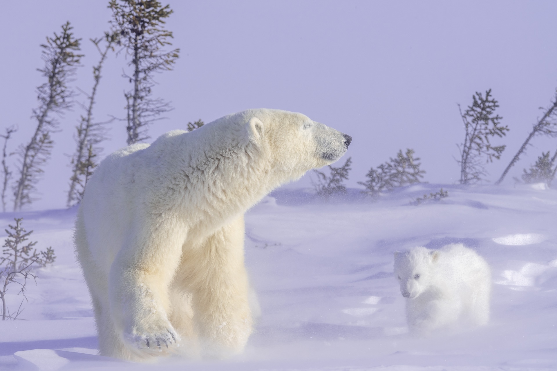 Handy-Wallpaper Tiere, Schnee, Bären, Eisbär, Tierbaby, Jungtier kostenlos herunterladen.