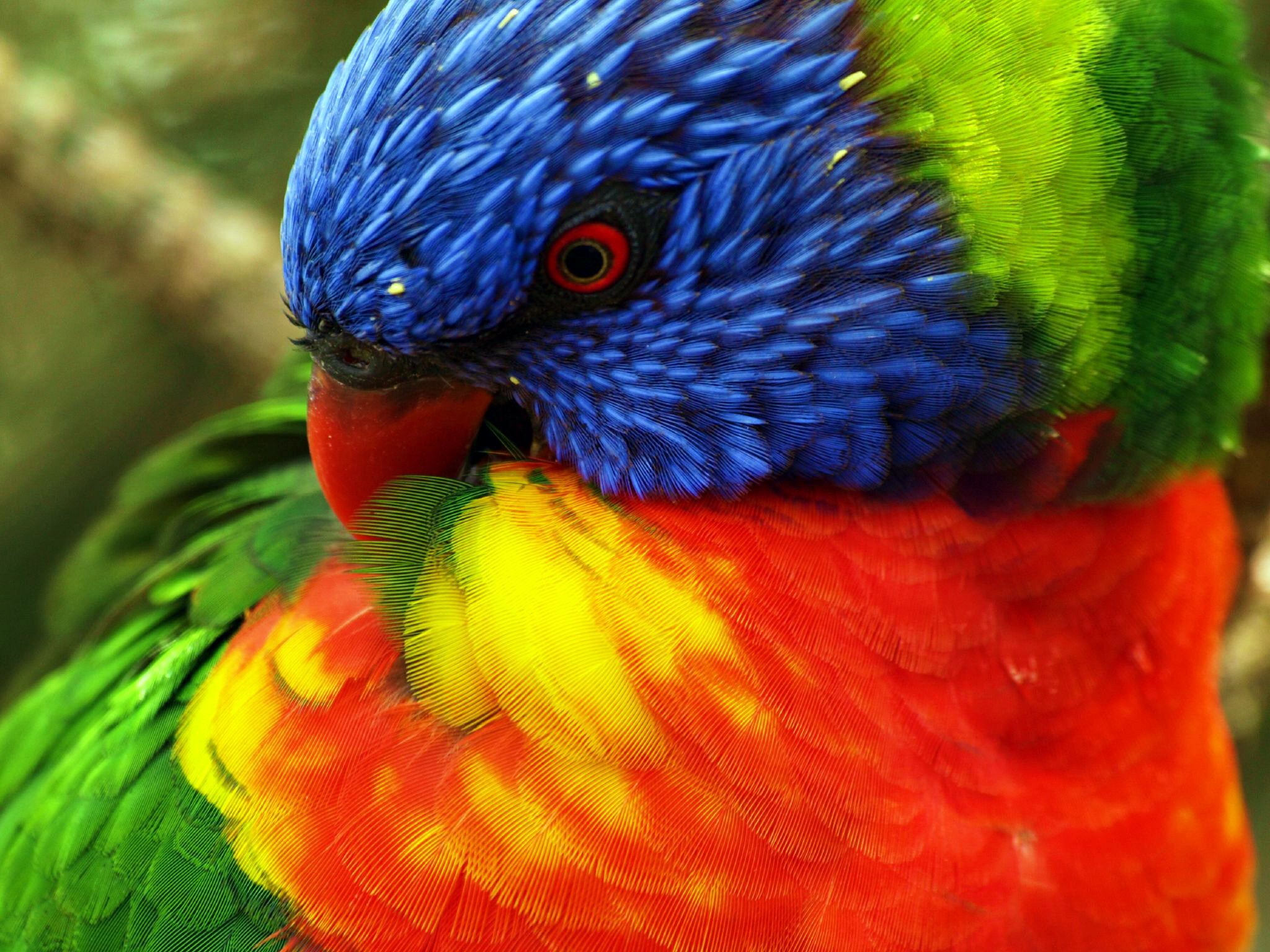 green, animal, rainbow lorikeet, bird, blue, red, yellow, birds