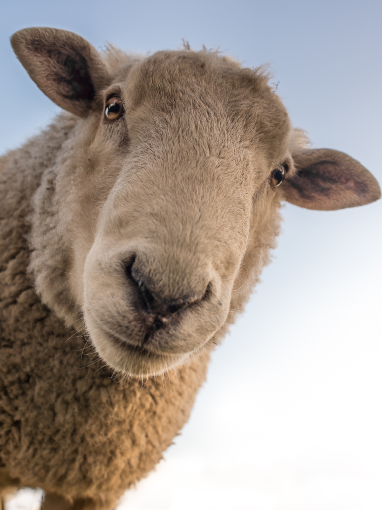 Download mobile wallpaper Close Up, Animal, Sheep for free.