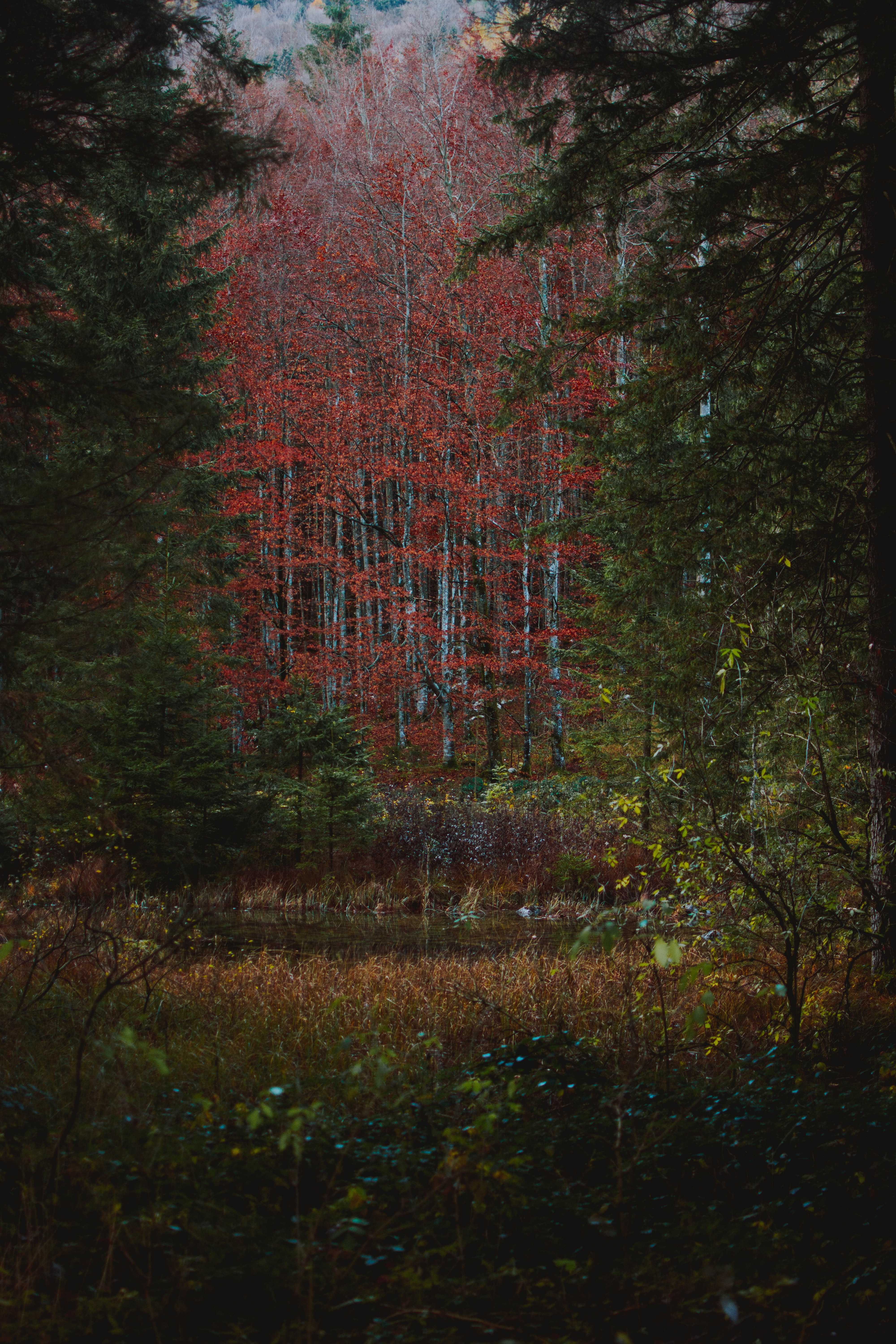 Laden Sie das Bush, Natur, Bäume, See, Wald, Herbst-Bild kostenlos auf Ihren PC-Desktop herunter