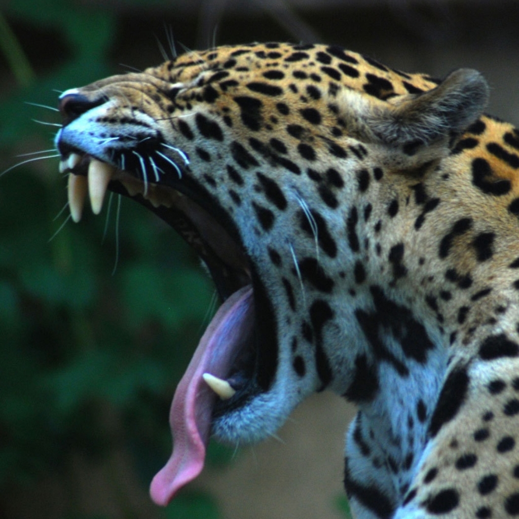 Handy-Wallpaper Tiere, Katzen, Jaguar kostenlos herunterladen.