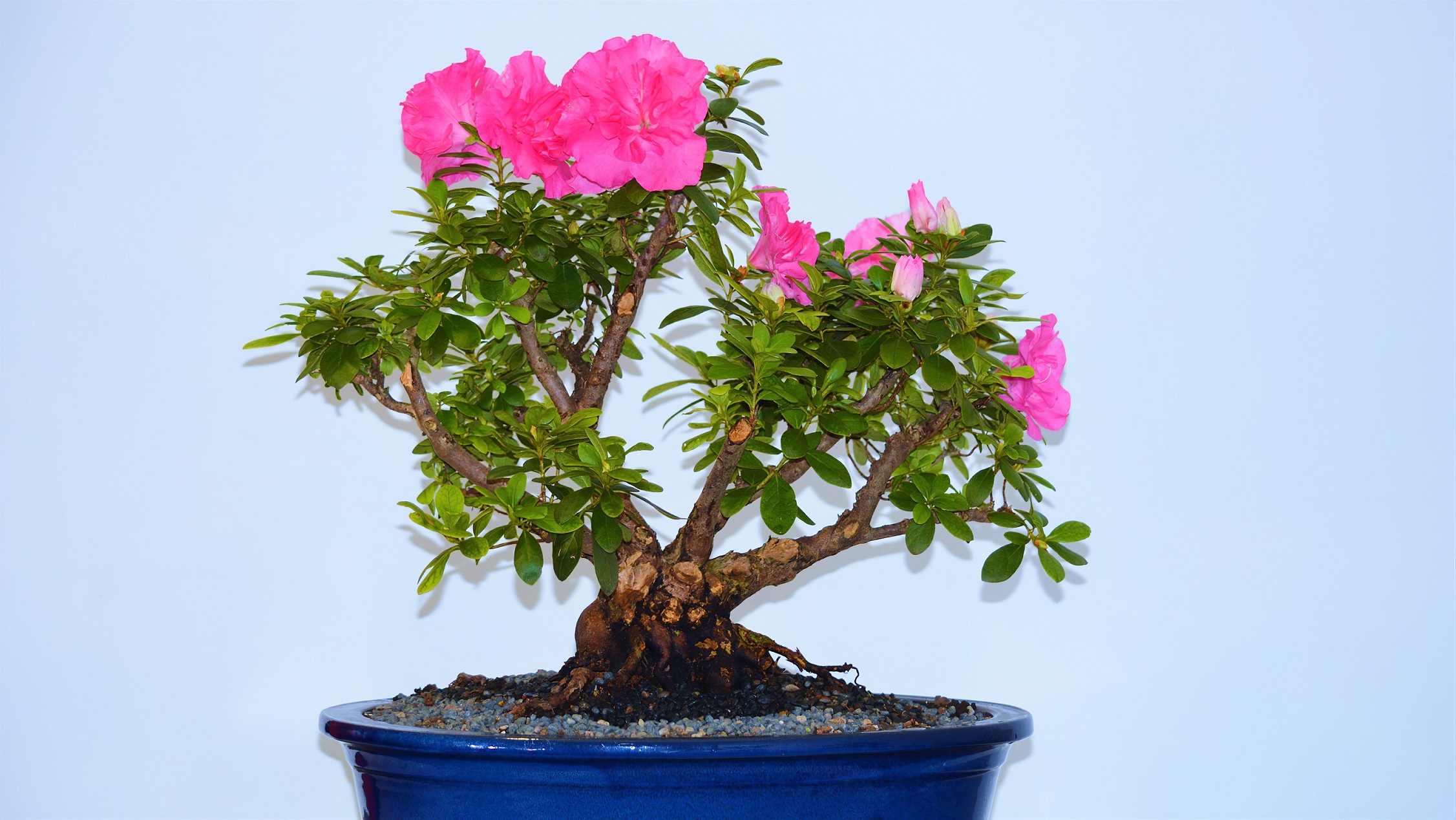 Handy-Wallpaper Blume, Baum, Bonsai, Erde/natur, Pinke Blume, Topfpflanze kostenlos herunterladen.