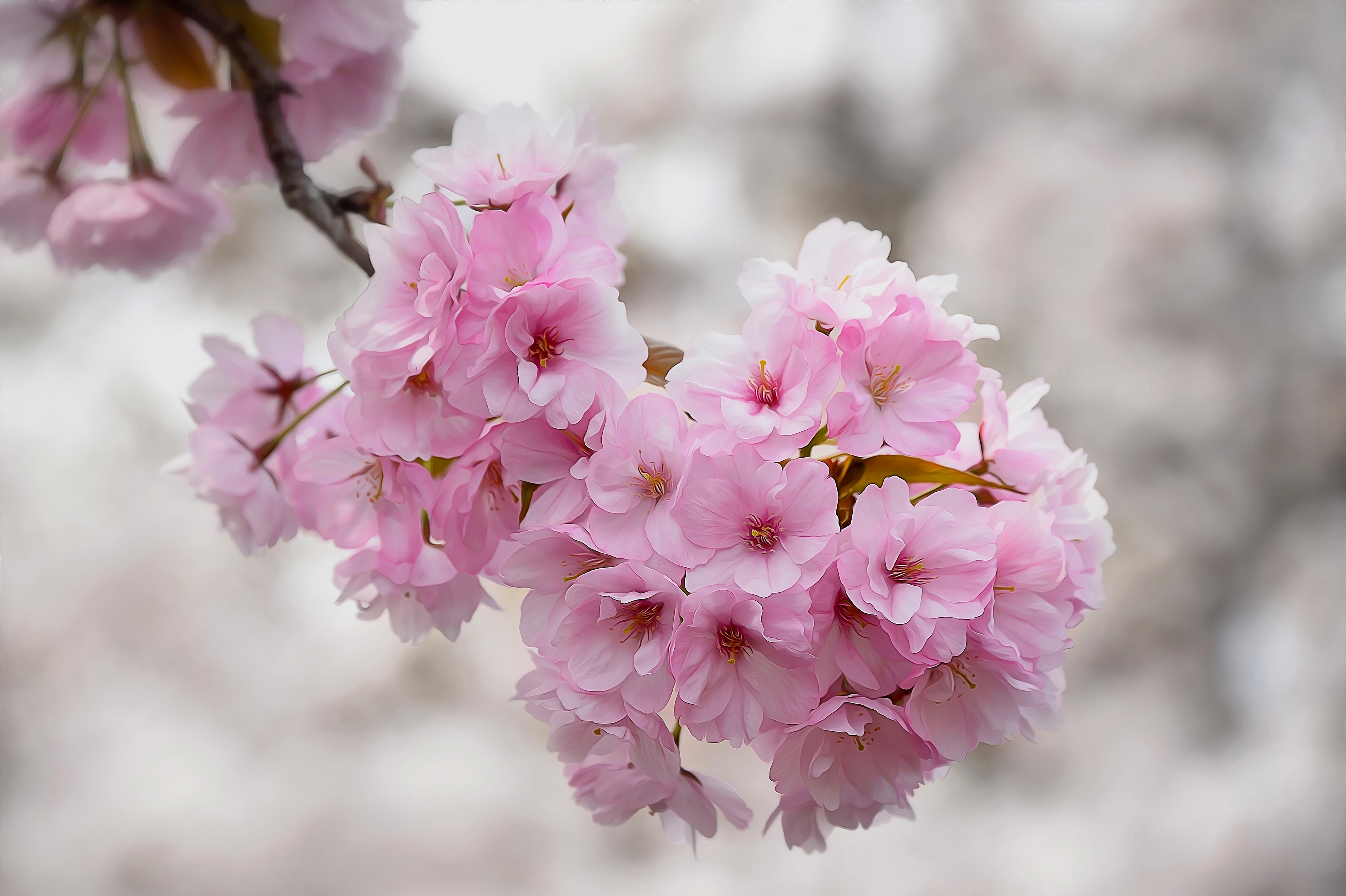 Download mobile wallpaper Nature, Flowers, Flower, Branch, Earth, Cherry Blossom, Blossom, Pink Flower for free.