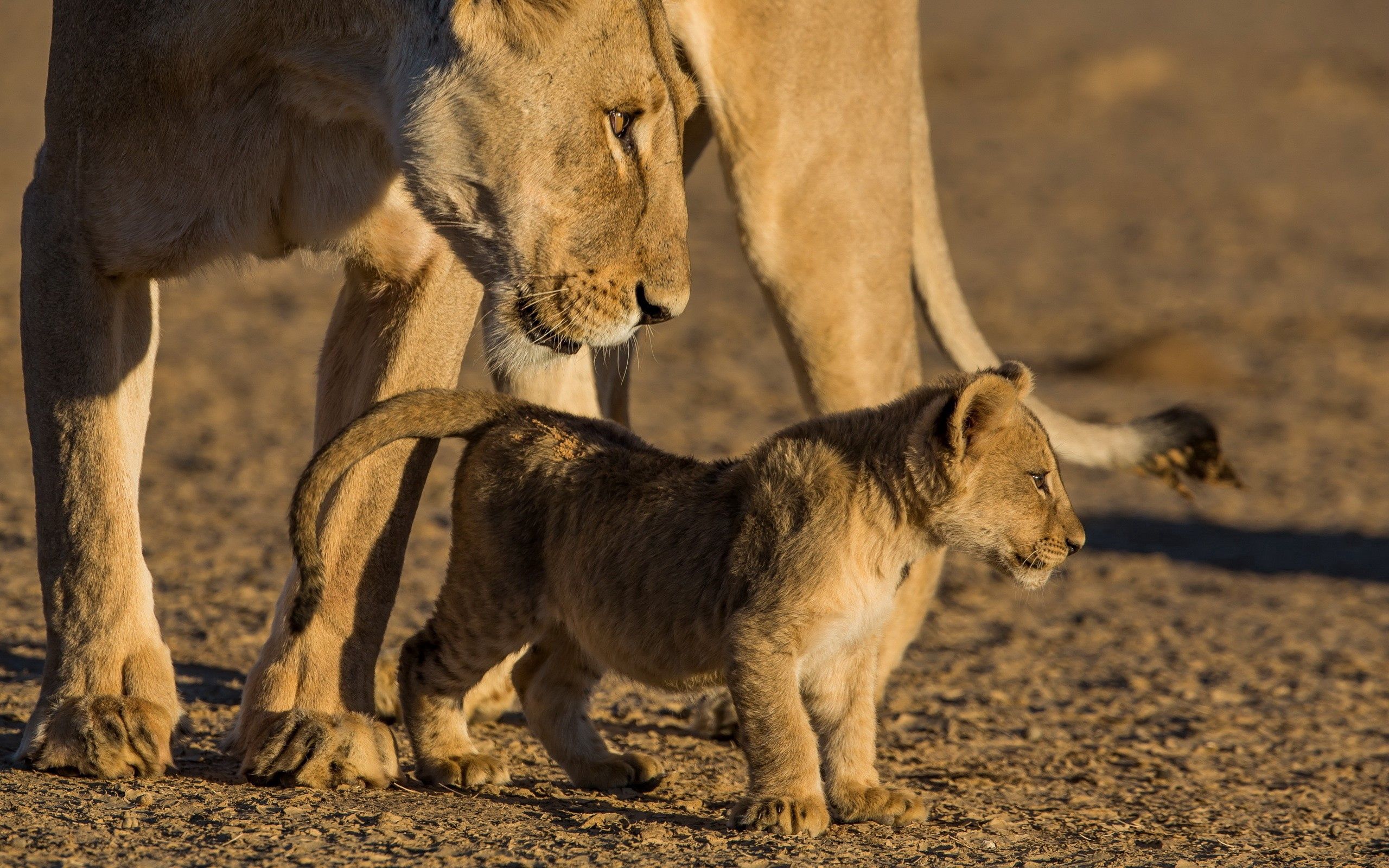 care, animals, young, lion, lioness, joey iphone wallpaper