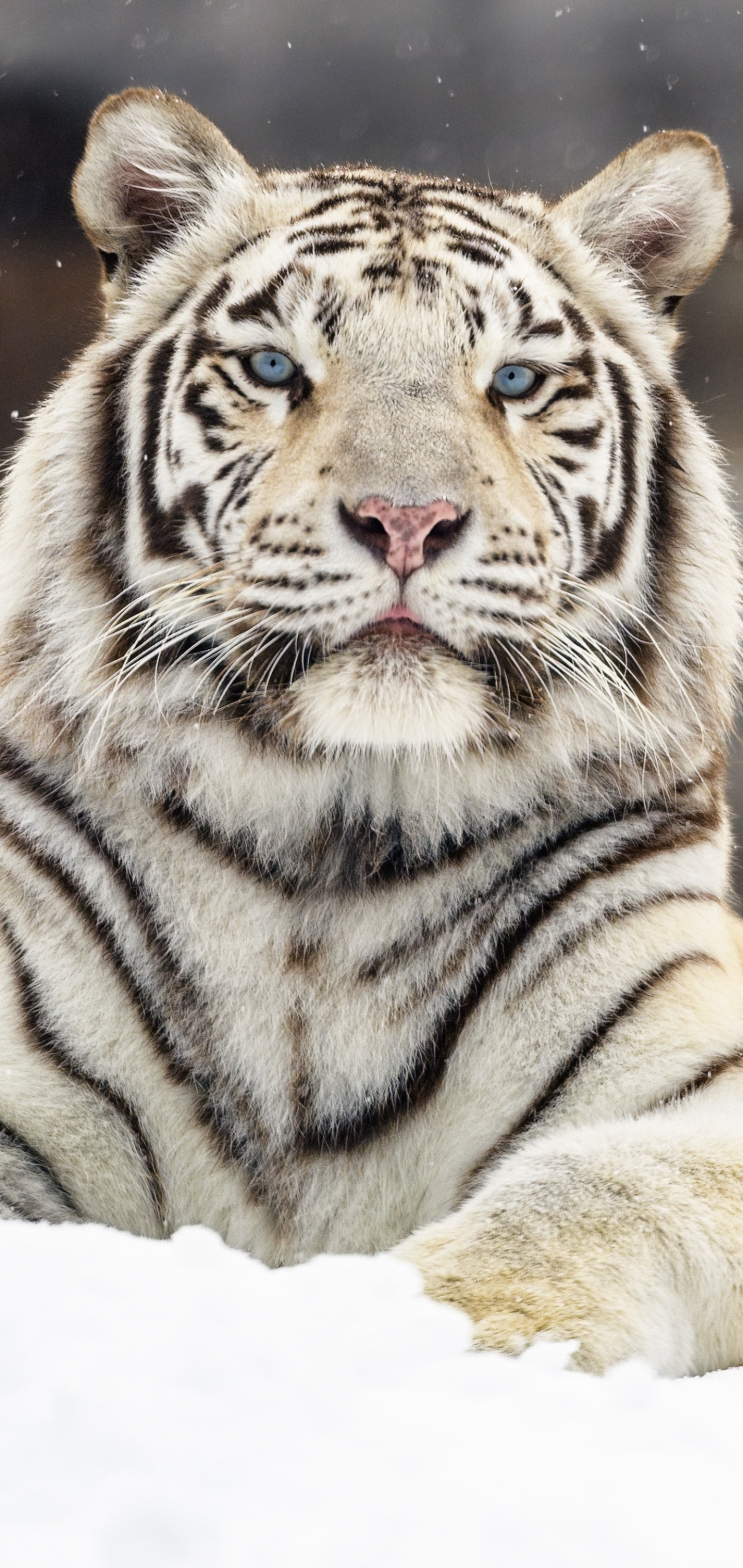 Baixar papel de parede para celular de Animais, Gatos, Tigre Branco gratuito.