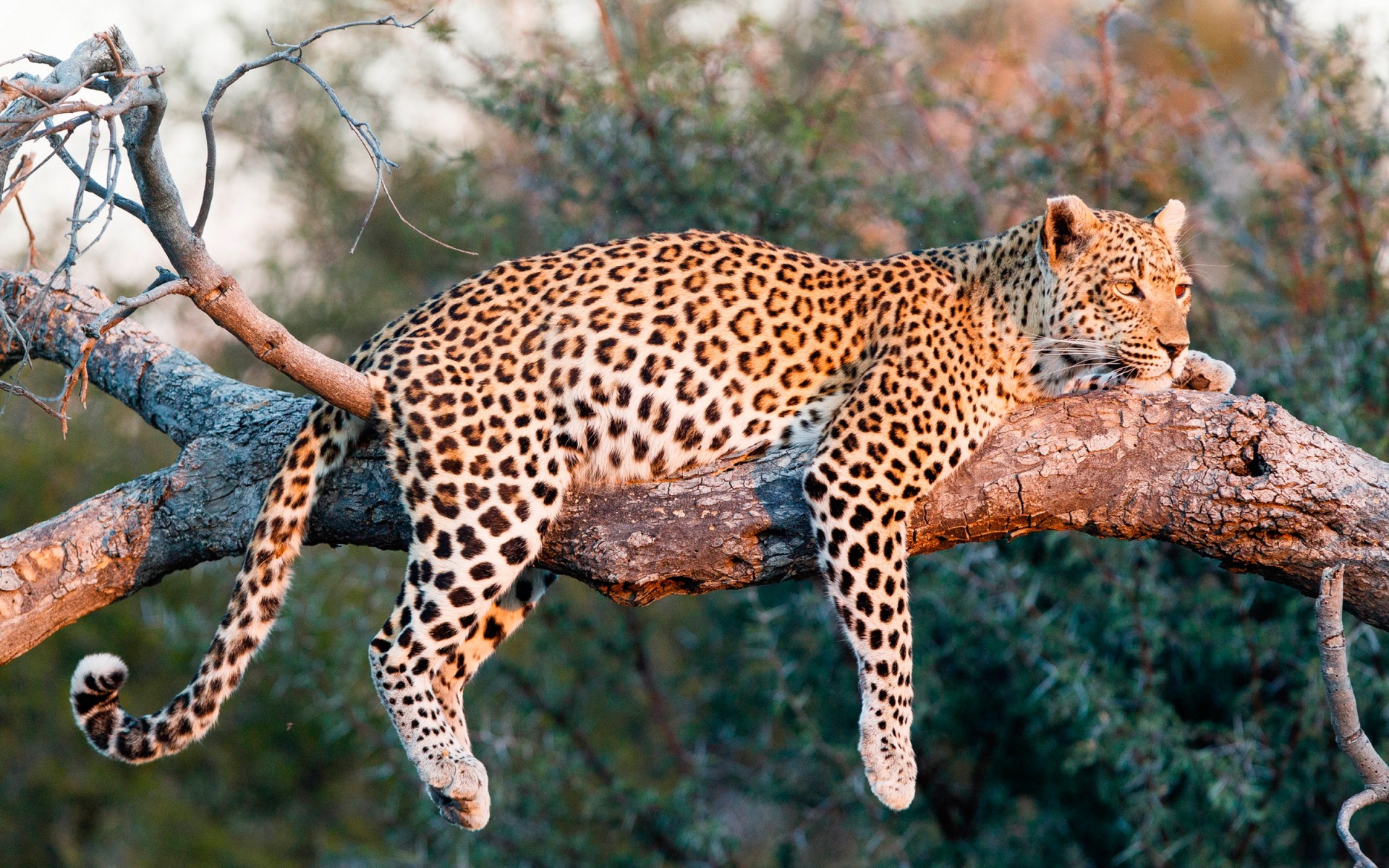 Téléchargez gratuitement l'image Animaux, Léopard, La Nature sur le bureau de votre PC