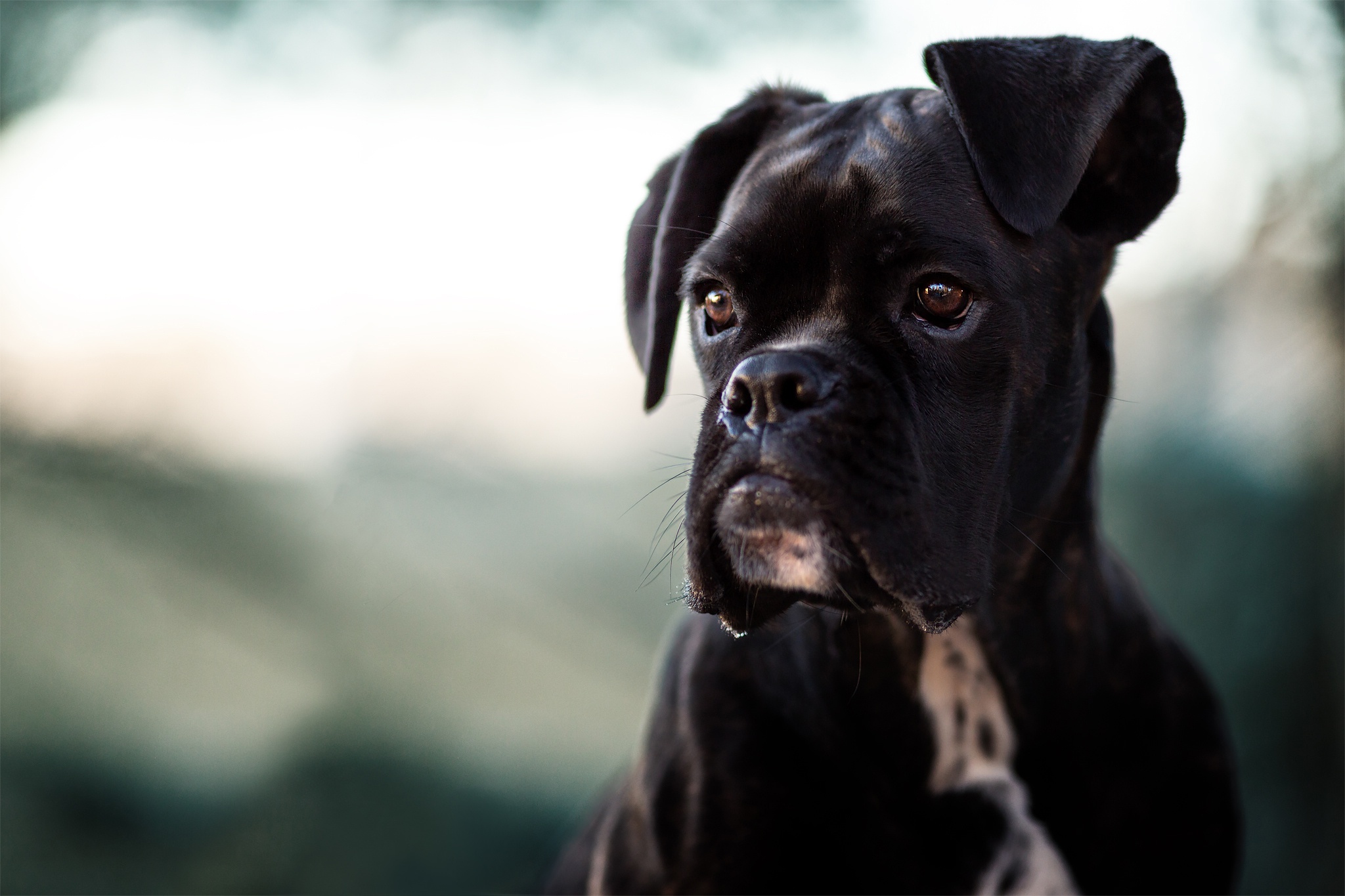 Download mobile wallpaper Dogs, Dog, Animal, Boxer, Depth Of Field for free.
