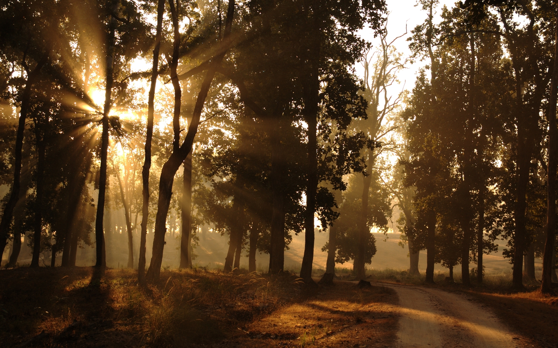 Laden Sie das Landschaft, Straße, Wald, Baum, Nebel, Erde/natur-Bild kostenlos auf Ihren PC-Desktop herunter