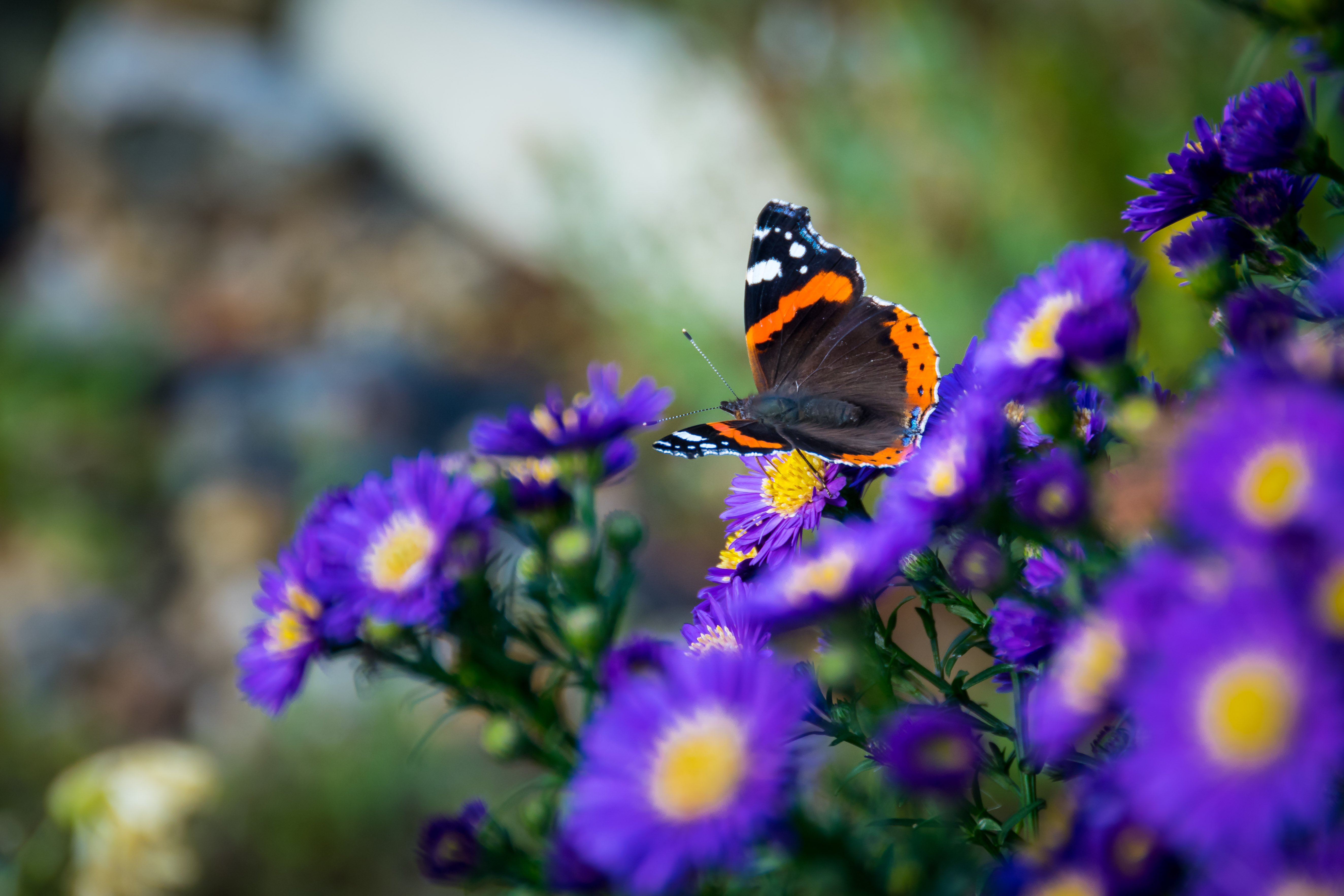 Laden Sie das Blumen, Makro, Insekt, Schmetterling, Flügel-Bild kostenlos auf Ihren PC-Desktop herunter