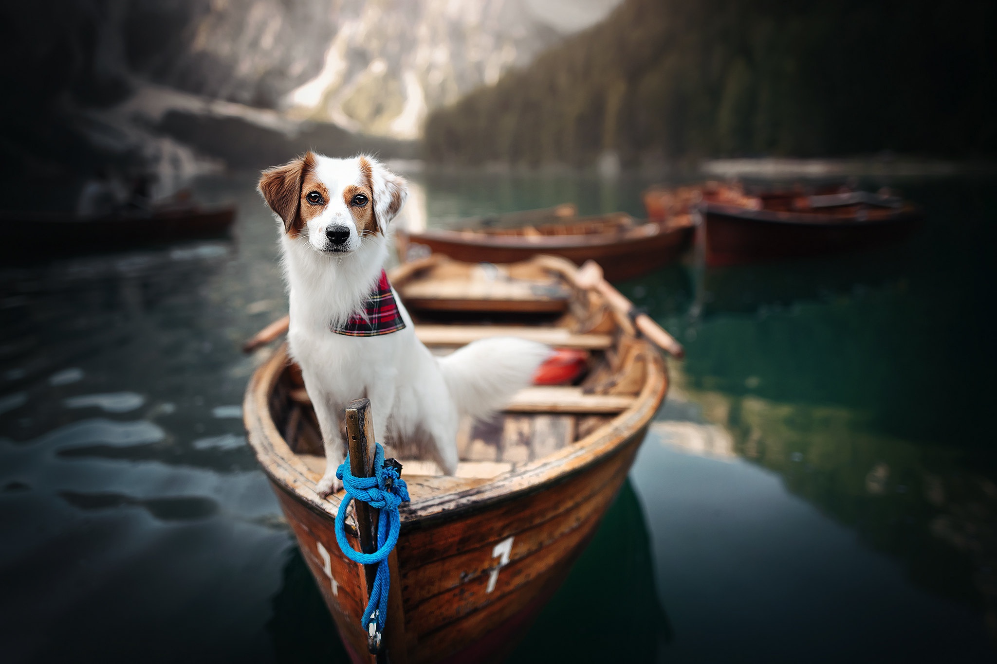 Download mobile wallpaper Dogs, Dog, Animal, Boat, Kooikerhondje for free.