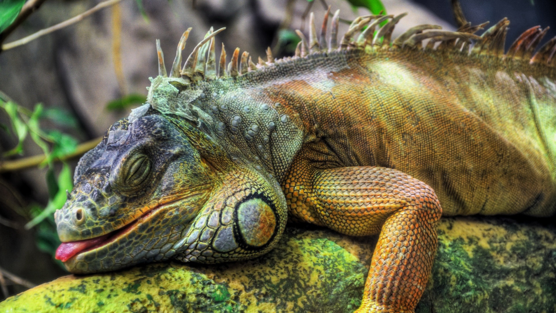 264092 descargar fondo de pantalla animales, iguana, reptiles: protectores de pantalla e imágenes gratis