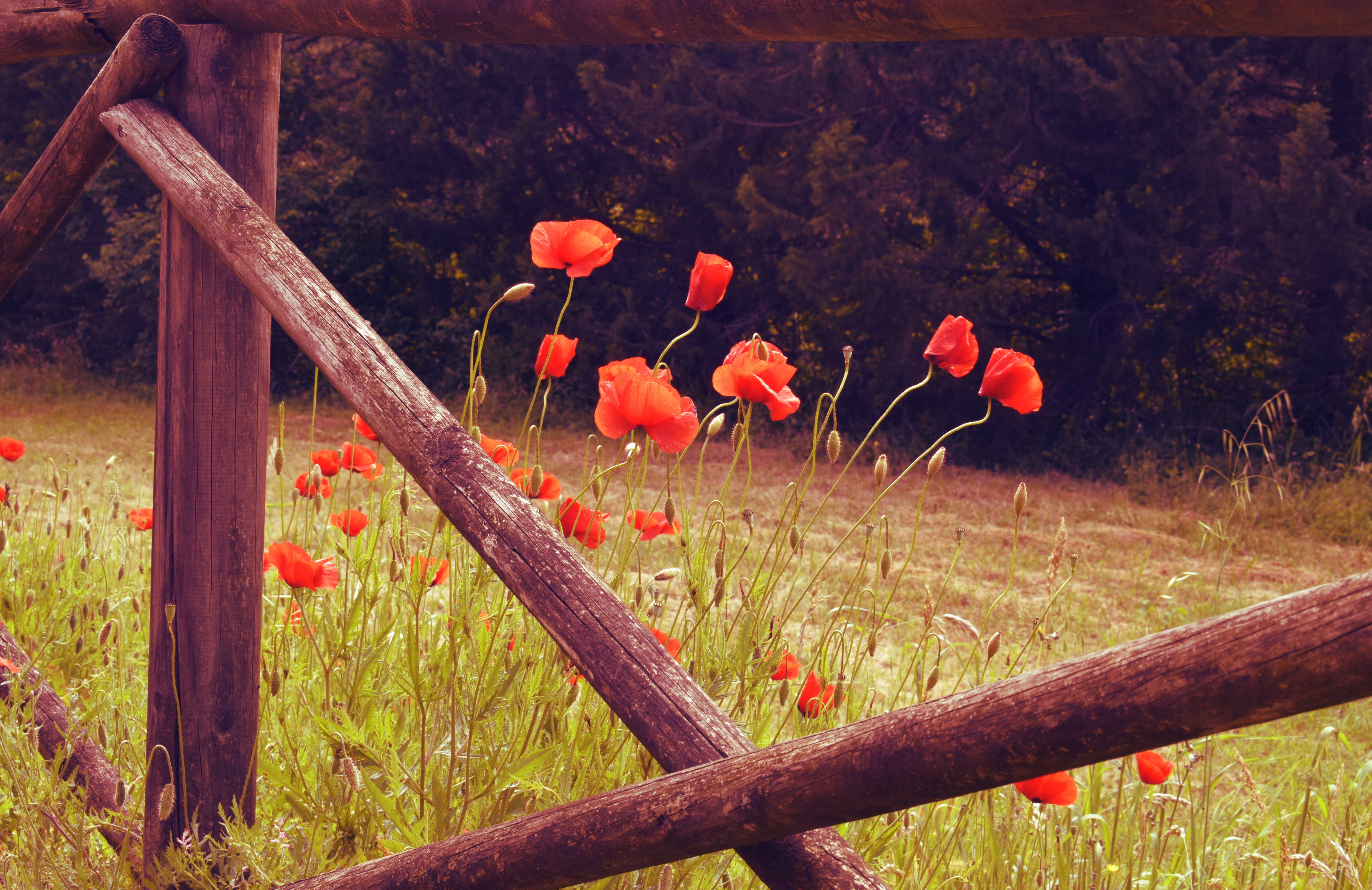 100288 descargar fondo de pantalla rojo, amapolas, flores, florecer, floración, salvaje: protectores de pantalla e imágenes gratis