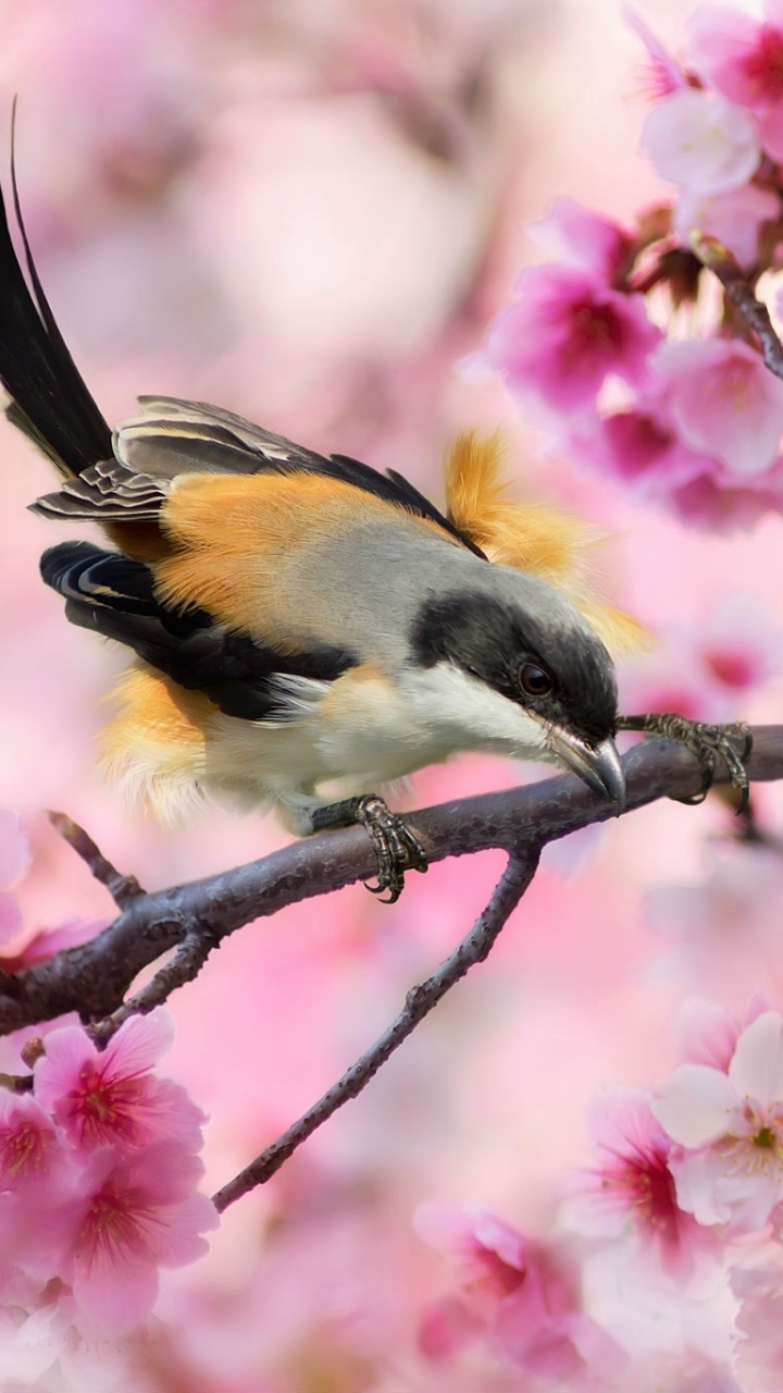 無料モバイル壁紙動物, 鳥, 花, ブランチ, 春, ピンクの花をダウンロードします。