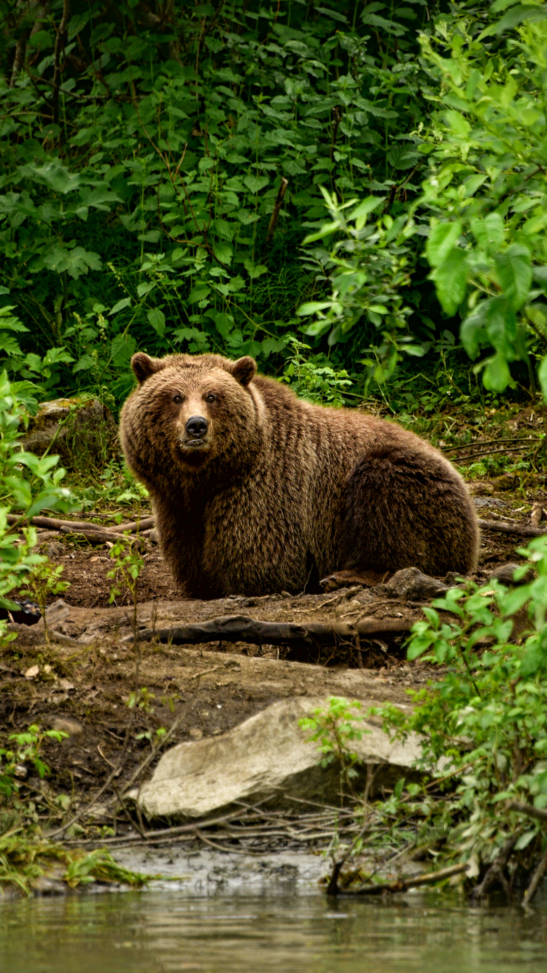 1136958 télécharger le fond d'écran animaux, ours, forêt, regard, ours brun - économiseurs d'écran et images gratuitement
