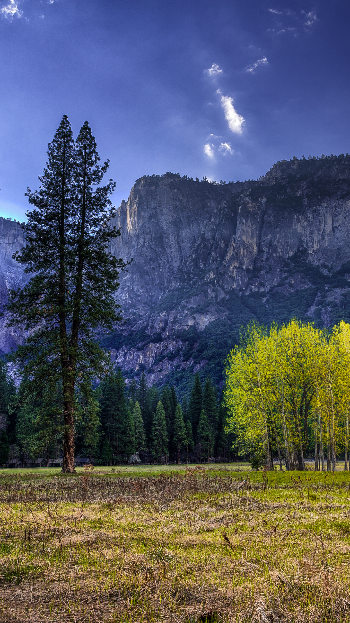 Скачать картинку Природа, Дерево, Национальный Парк, Калифорния, Йосемитский Национальный Парк, Земля/природа в телефон бесплатно.