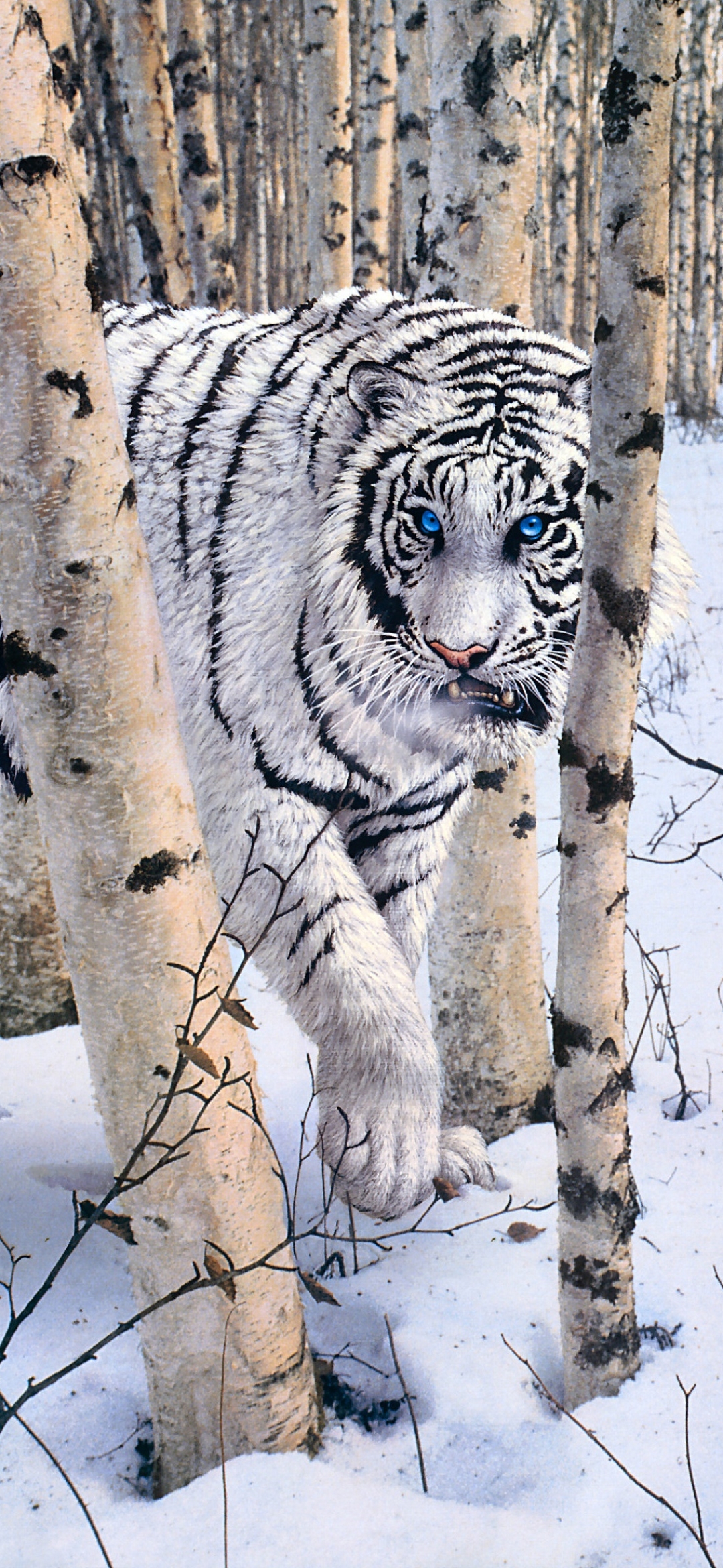 Скачать картинку Животные, Зима, Тигр, Белый Тигр, Кошки в телефон бесплатно.